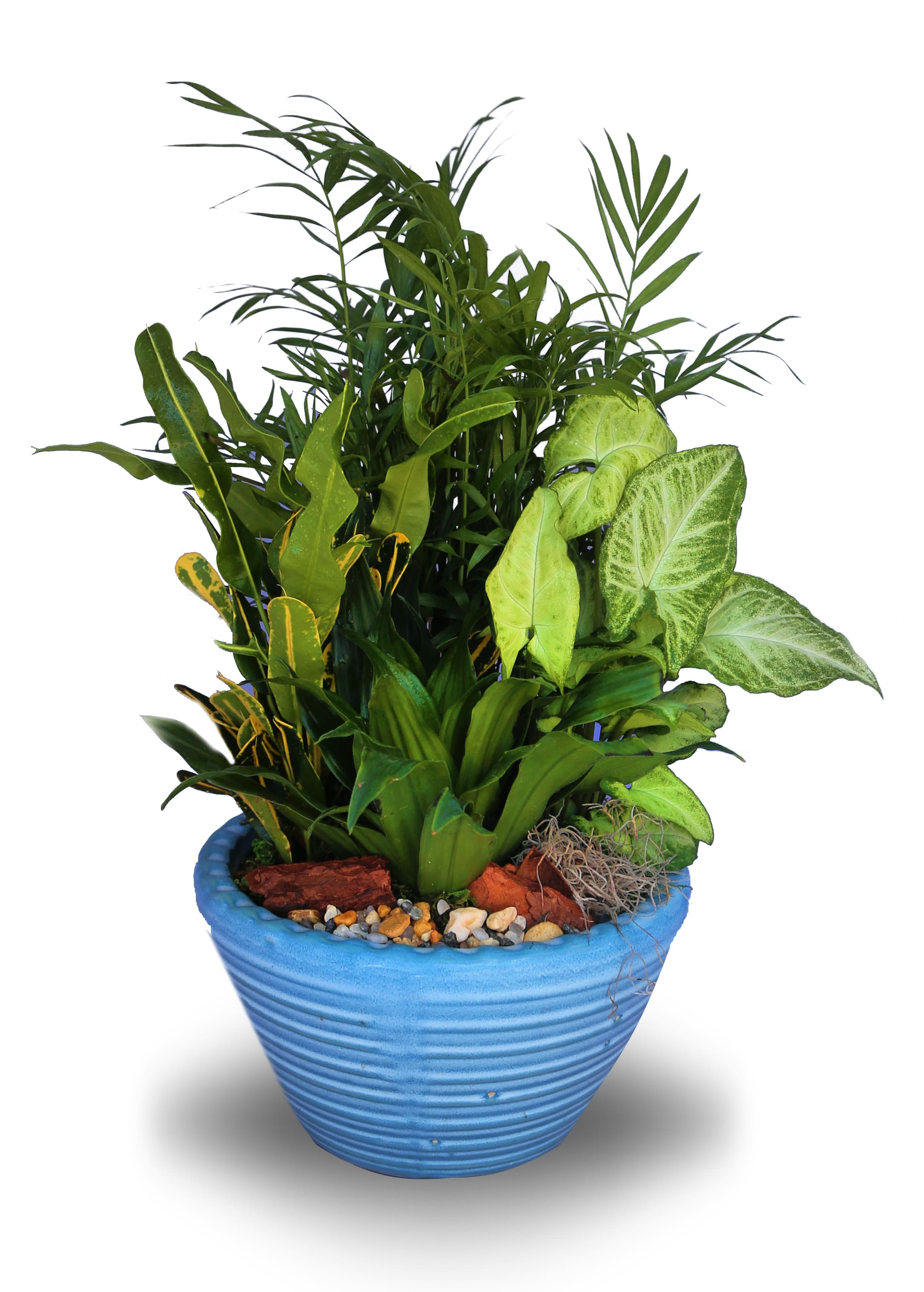 Dish Garden Ceramic Planter SM5 (BB) - Introduce a touch of nature into your home or office with our exquisite dish garden. This stunning arrangement features an assortment of vibrant green plants, carefully selected to create a harmonious display of natural beauty. Housed in a premium ceramic container, this dish garden is the perfect addition to any space, bringing a fresh and invigorating atmosphere.  *Ceramic container color may vary depending on availability*