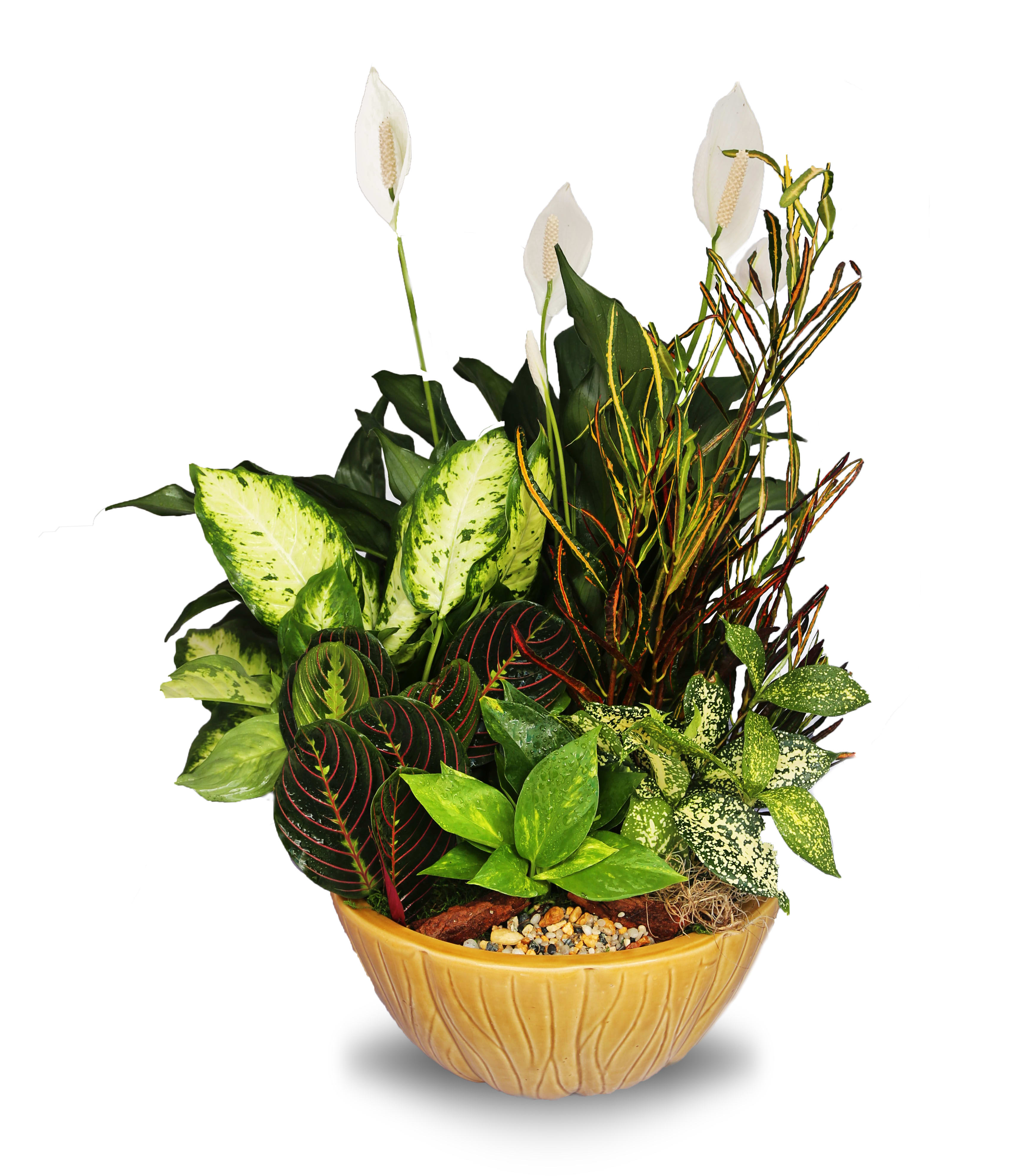 Dish Garden Ceramic Planter XL (DL) - A Serene and Refreshing Touch of Nature in a Ceramic Dish Garden This lovely ceramic dish garden is a beautiful celebration of nature's eternal beauty, featuring a captivating selection of luscious green plants that are sure to bring a serene and refreshing touch to any home or office. The perfect choice for same day delivery, this enchanting garden of green is sure to delight anyone who receives it.