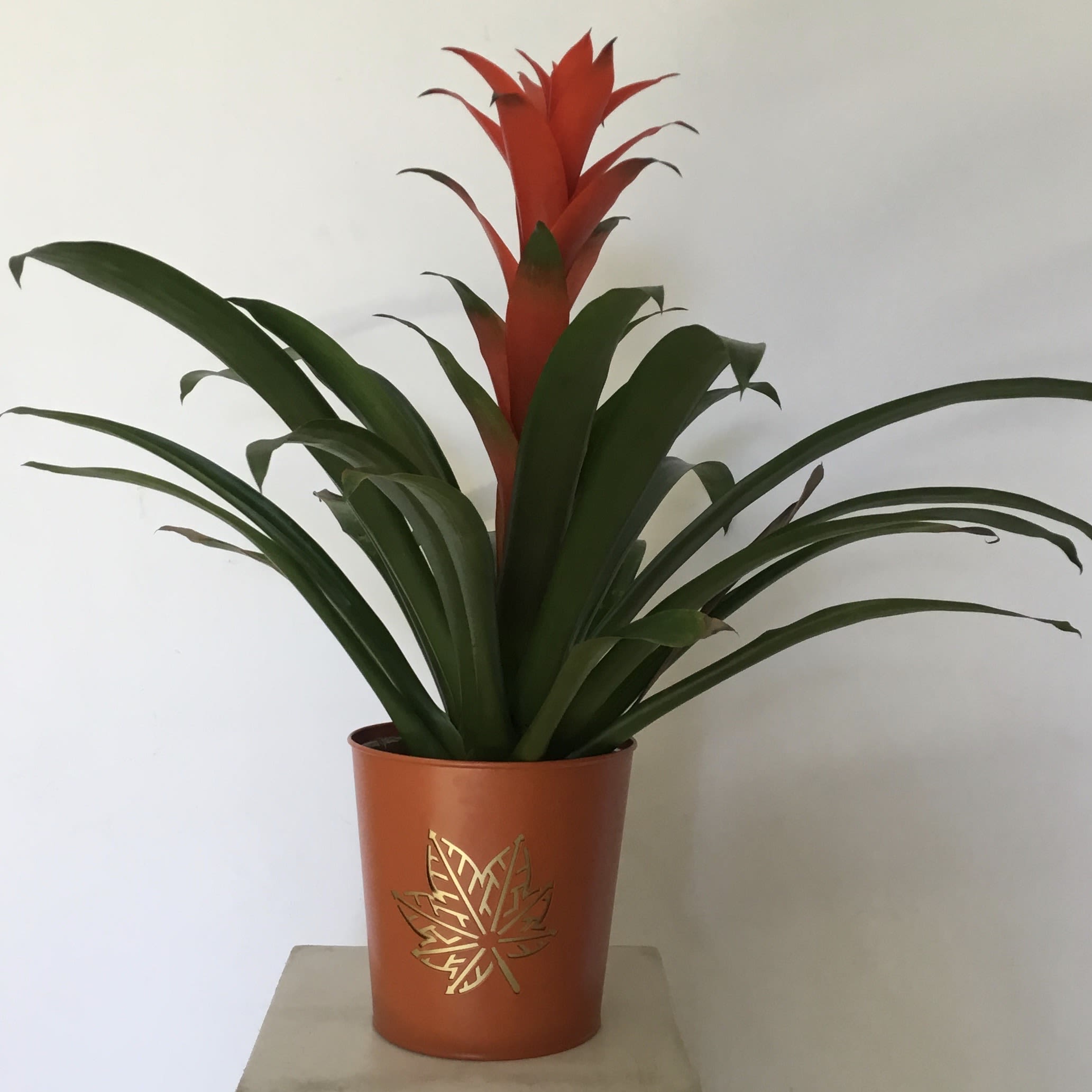 Bromeliad Plant Bromeliad Plant - Beautiful hardy tropical plant in lovely fall pot!