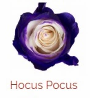 Ghosts Say Boo (Bundle Option Available) AVAILABLE OCT 29-31 LIMITED - Six of these fabulously tinted Hocus Pocus Roses in a vase arrangement with Halloween accents is set to grace any table. Deluxe is the Bundle Option with 2 Halloween themed balloons. (Balloon style may vary from image shown)