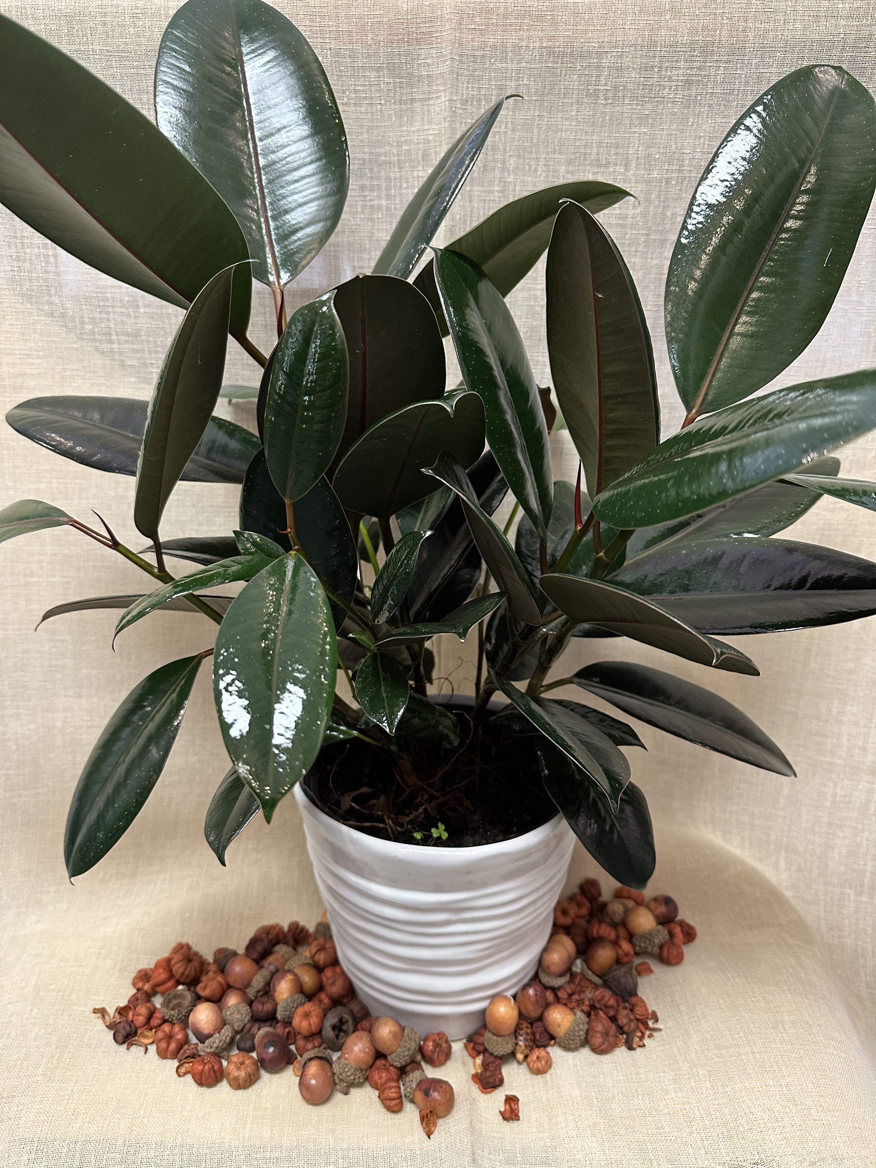 FICUS BURGUNDY  FICUS BURGUNDY  - beautiful plant for your kitchen or for your office