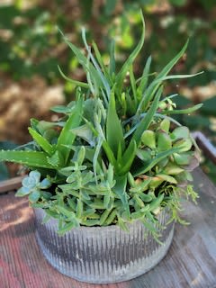 Repurposed metal container succulent garden - Metal round container 10” x 12” Height varies (9 “to 10”)