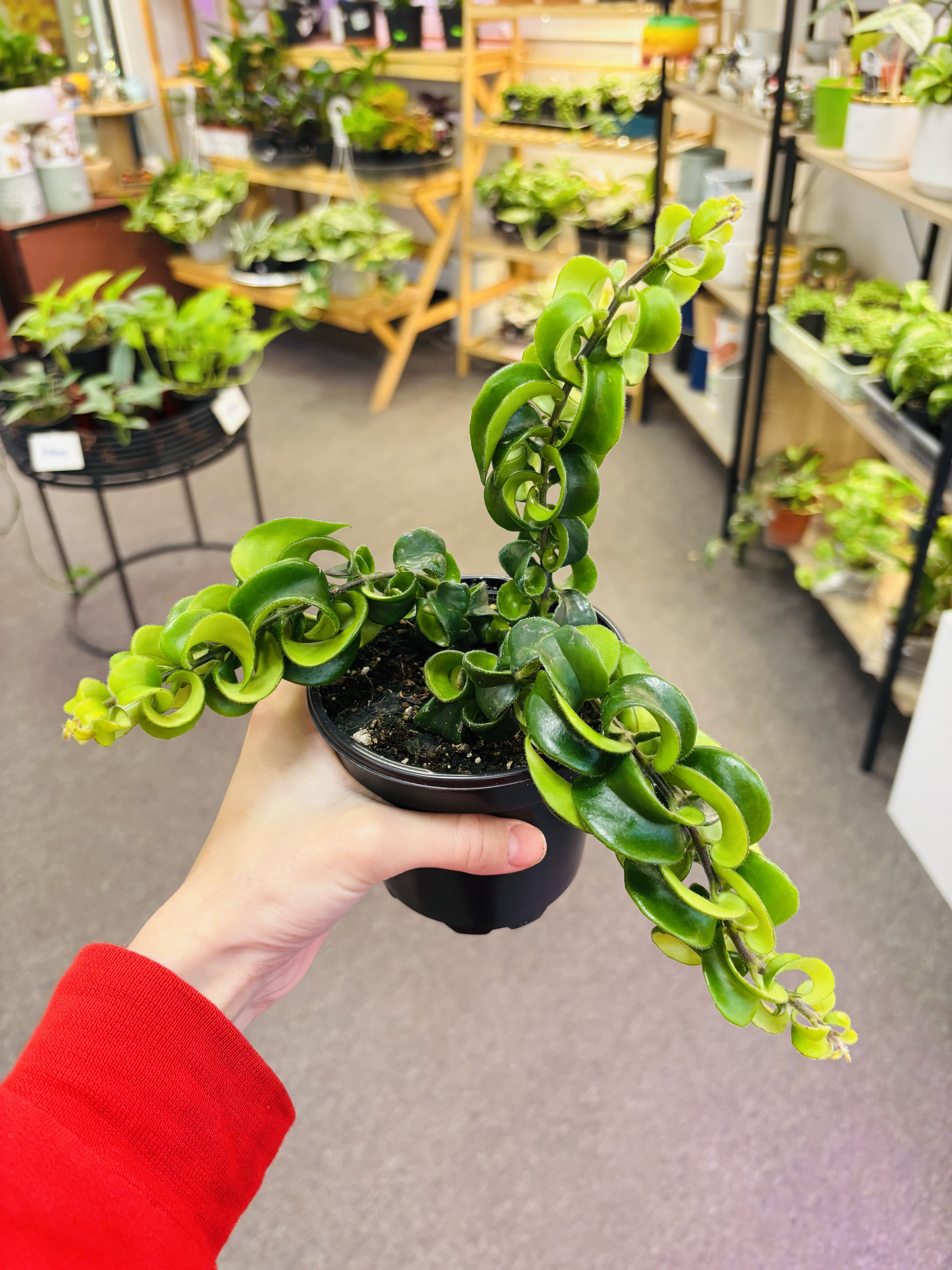Twisted Lipstick - It’s a rare variety of lipstick plant and get nice bloom  Light: Bright indirect light Water: Water when the soil is dry Pet Friendly: Yes  