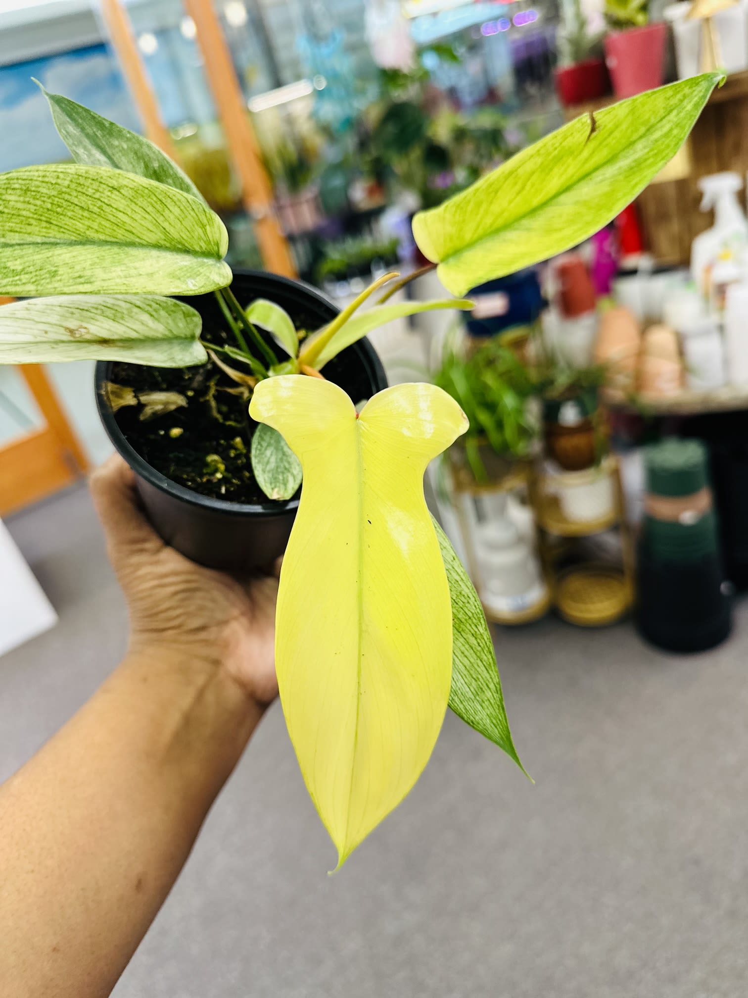 Philodendron Florida Ghost - Light: Bright indirect light,  Water: if the soil is dry, it’s time to give your plant a drink.  Pet Friendly: No      