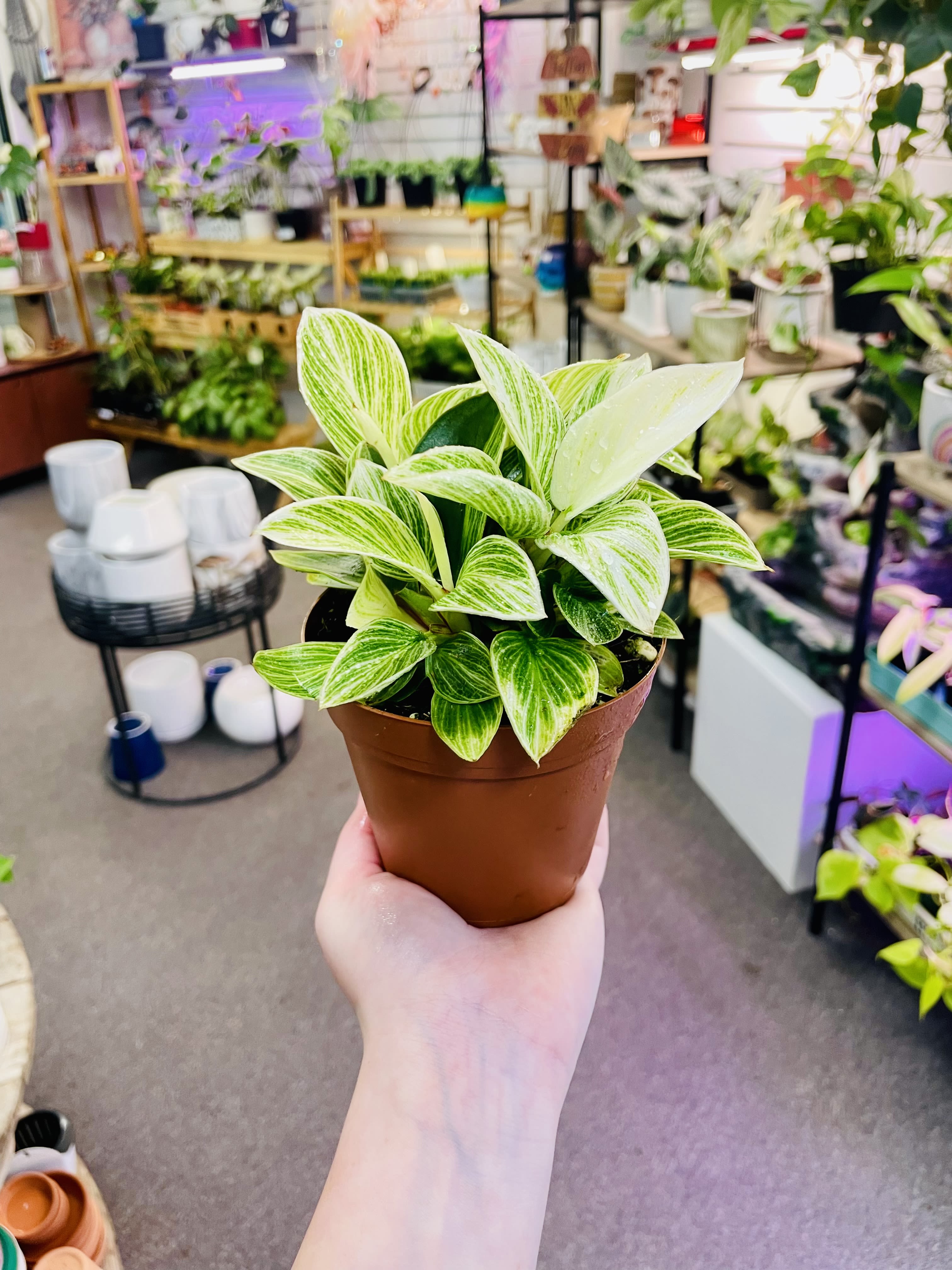 Philodendron Birkin - LIGHT : BRIGHT INDIRECT TO PARTIAL DIRECT LIGHT WATER : ALLOW THE SOIL TO DRY FULLY BETWEEN WATERINGS - MISTING WOULD ALSO BENEFICIAL AS THIS PLANT LIKES AMBIENT HUMIDITY. PET FRIENDLY : NO    