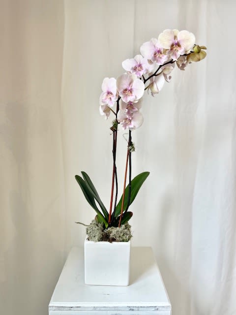 Phalaenopsis Orchid Plant Phalaenopsis Orchid Plant - One Phaelaenopsis orchid placed in a beautiful glass, stone, or ceramic container. Our orchids are featured with moss, rocks or occasionaly curly willow, to enhance the look.   *Color of Orchid and container may vary. If you are looking for something specific, please call us ahead of time so we can accomodate for you.