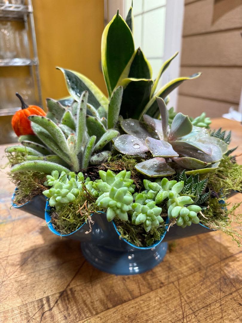 Blue Wave Blue Wave - This is a lovely mix of succulents arranged in a unique blue metal container that will leave a impress whoever you send it to. This is good for somebody that wants something that is long lasting and beautiful.