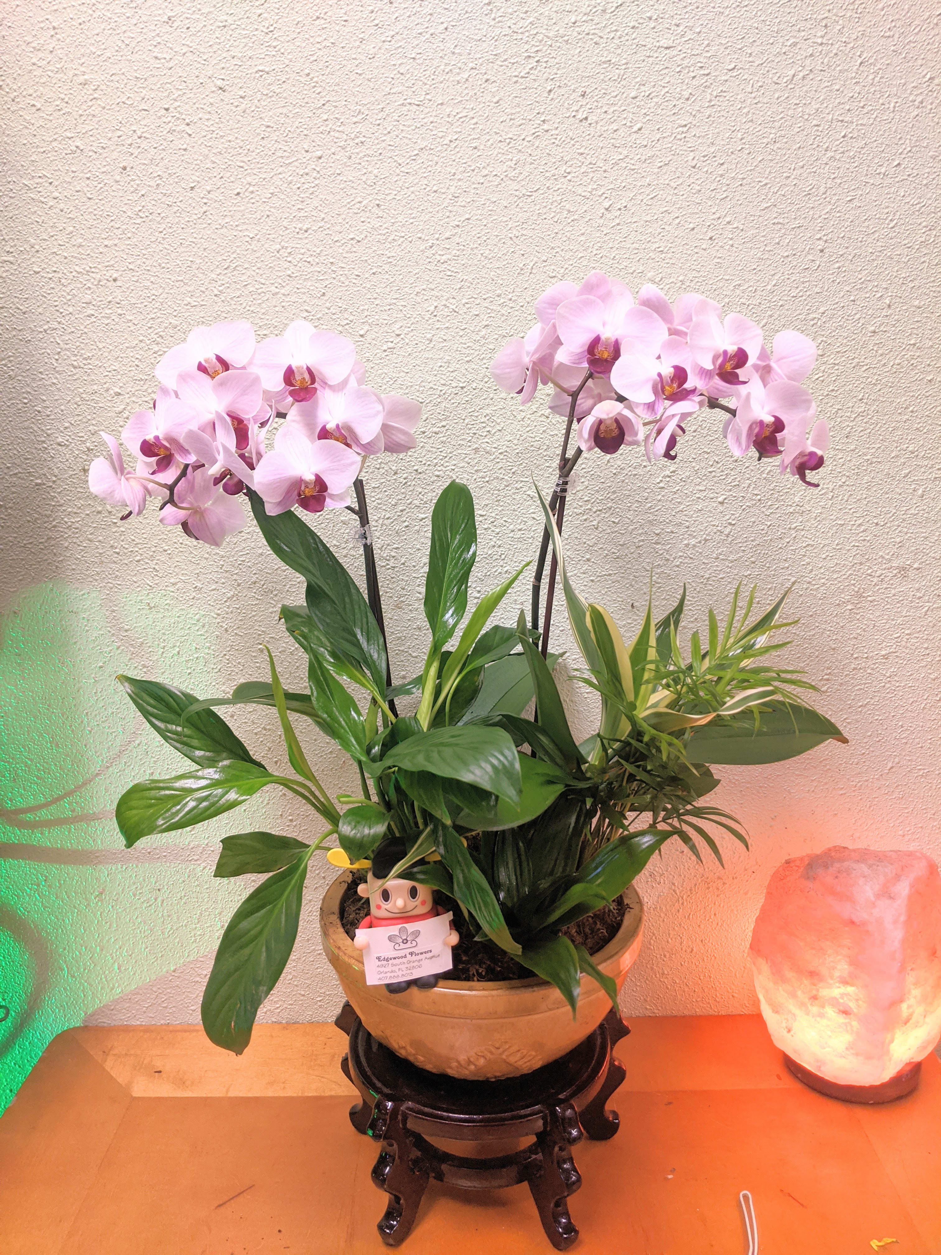 Not Your Average Dish Garden  - Artistically designed dish garden with locally sourced pots of green plants and vibrant phalaenopsis orchids. This is a great gift for a loved one, a friend, a co-worker... or even yourself!  Standard is an 8-inch dish garden planter.  Deluxe is a 10-inch dish garden planter.