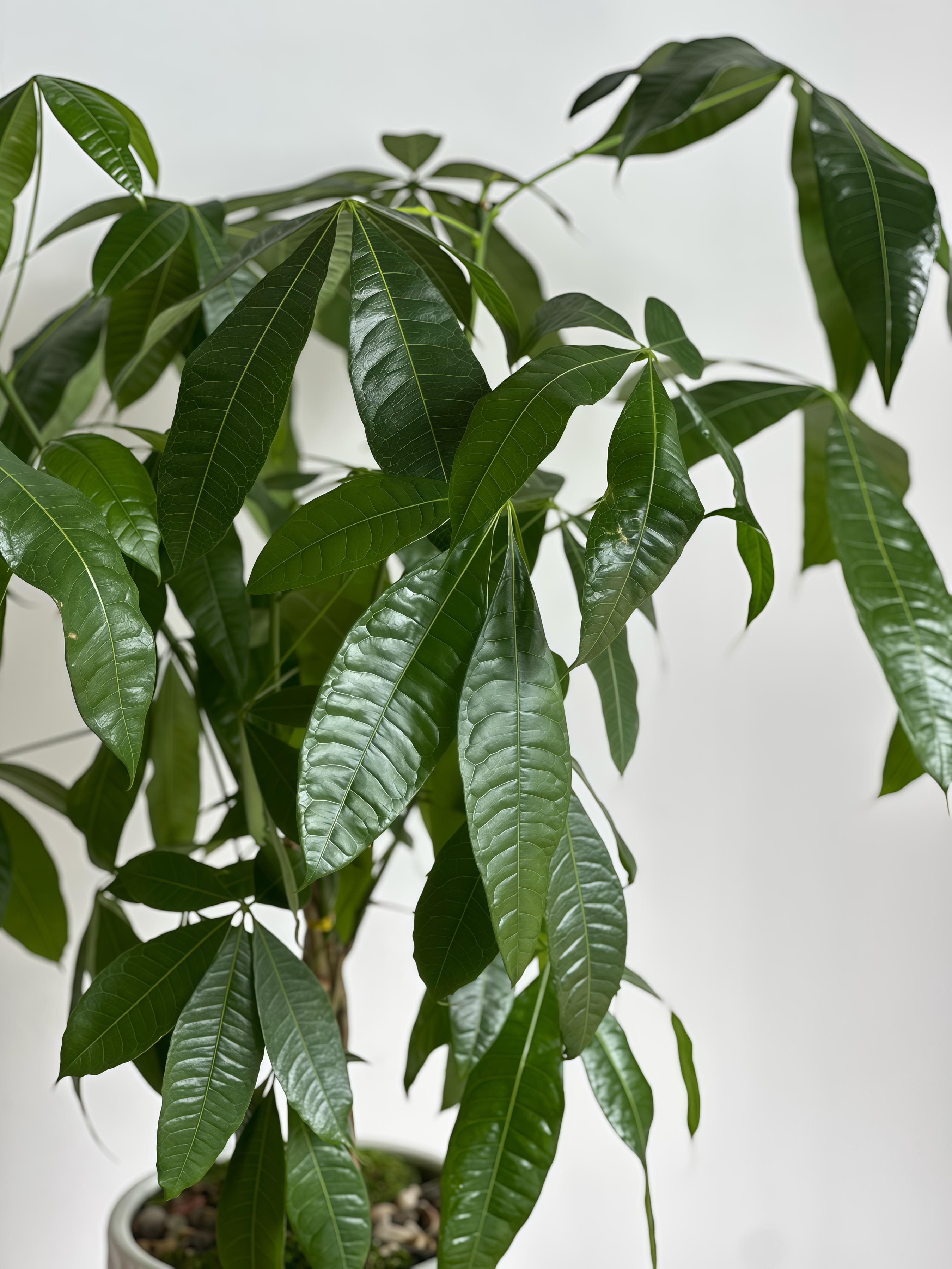 Tall Money Tree  Tall Money Tree  - A 23-inch medium money plant set in a simple white ceramic vase. Its slim design makes it a great fit for tight spaces, adding a clean and green touch.