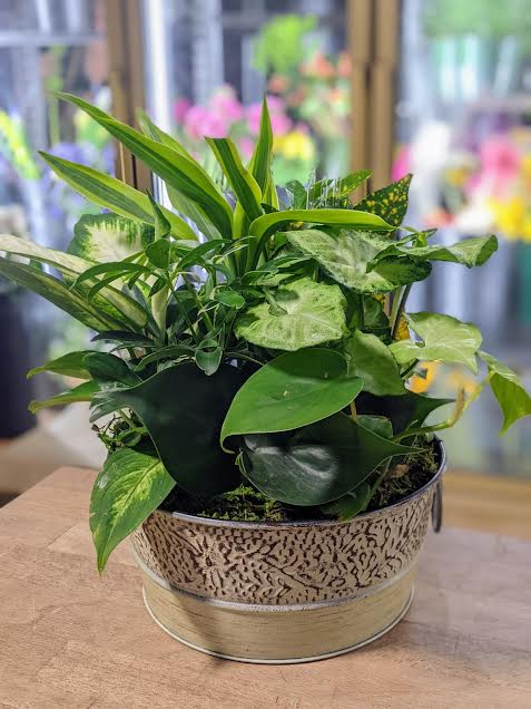 Planter in Tin (Container Color may vary) - Planter in Tin