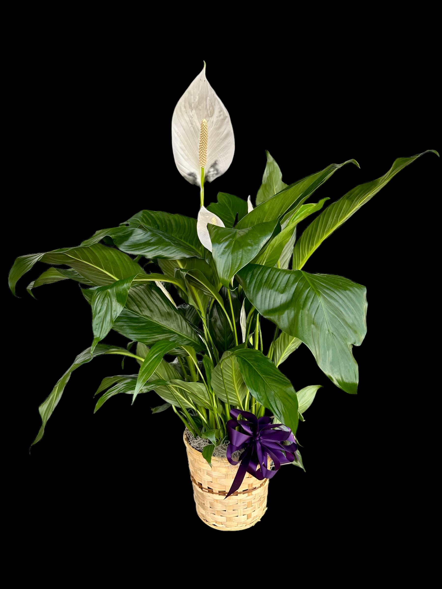 Piece Lily 8&quot; - including Basket and ribbon