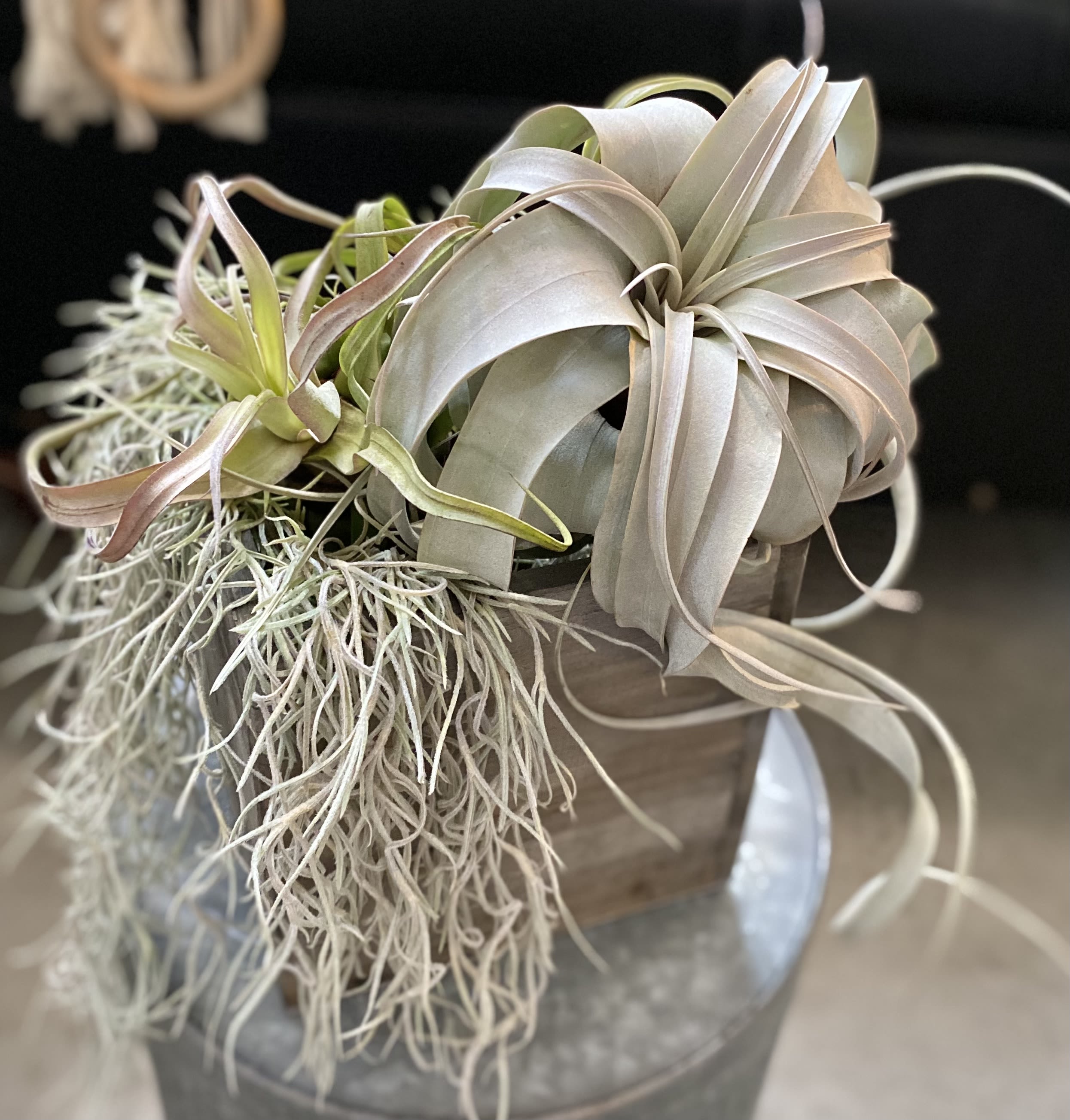 Large Air Plant Box - A lovely mix of Air Plants and Spanish Moss set inside a lovely wooden box.  Add a touch of nature to your home or office. Perfect as a gift to a friend or yourself!