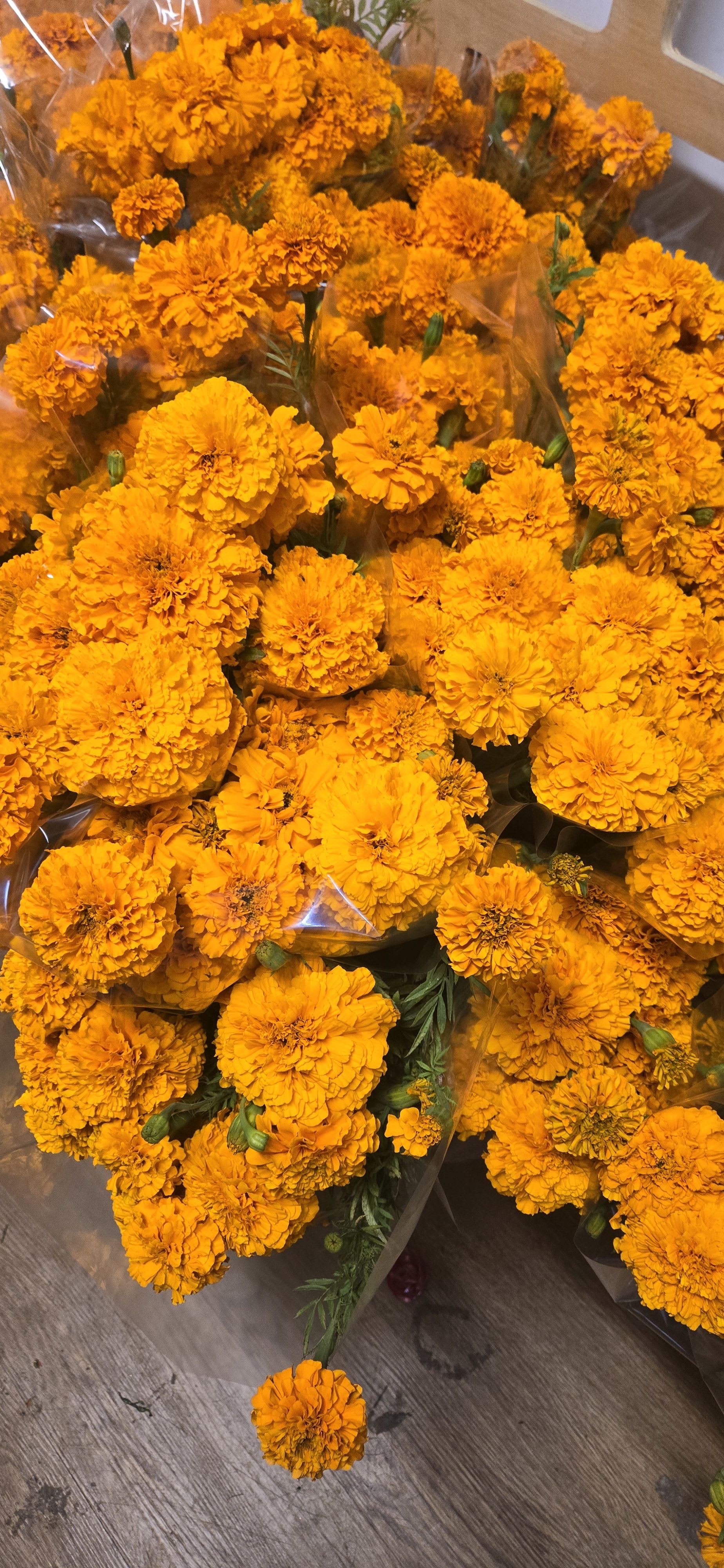 Marigold  (cempasúchil) - Marigold (cempasúchil)