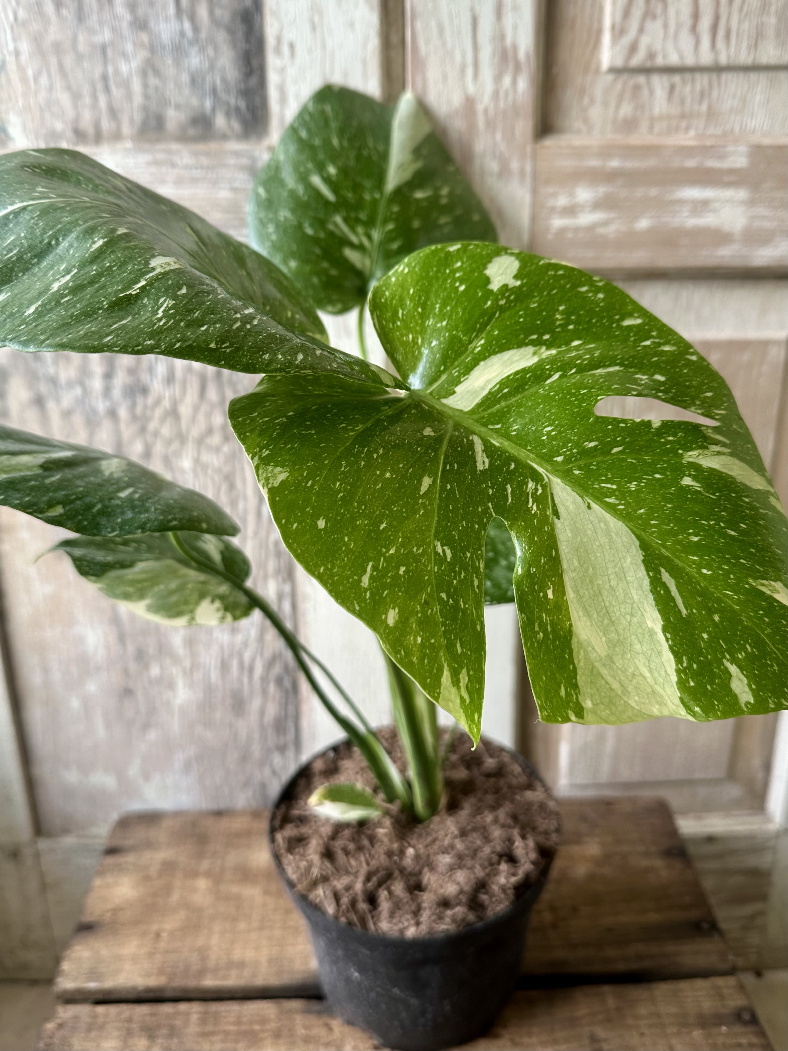 Monstera ‘Thai Constellation” - This monstera offers beautifully variegated foliage with spotted leaves that mimic a starry night.  Requires a bright light. 