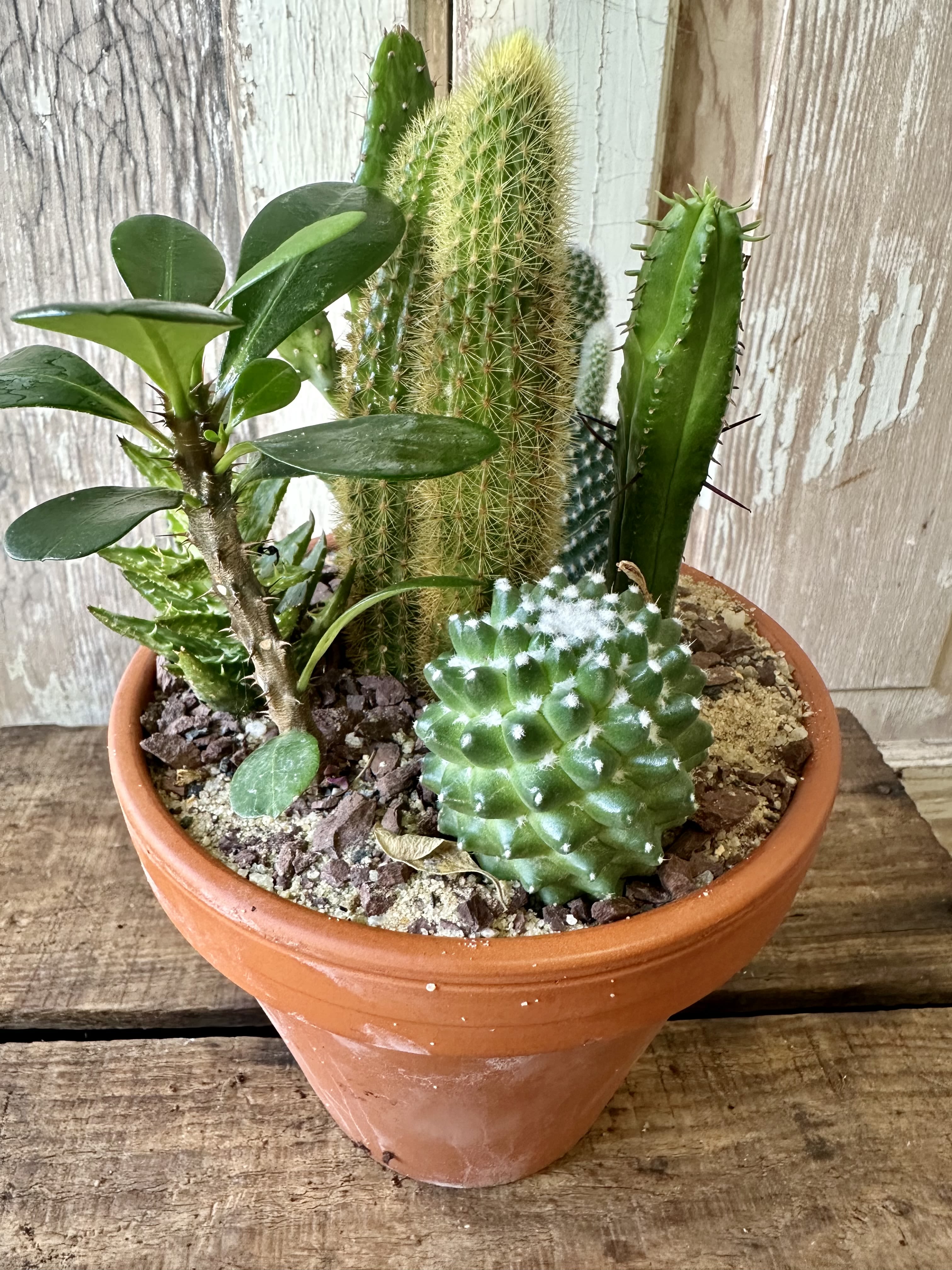 Succulent Garden - A trendy gift with easy care. Let us build a custom display to swoon any succulent/cactus lover or novice plant person. (Containers may vary).