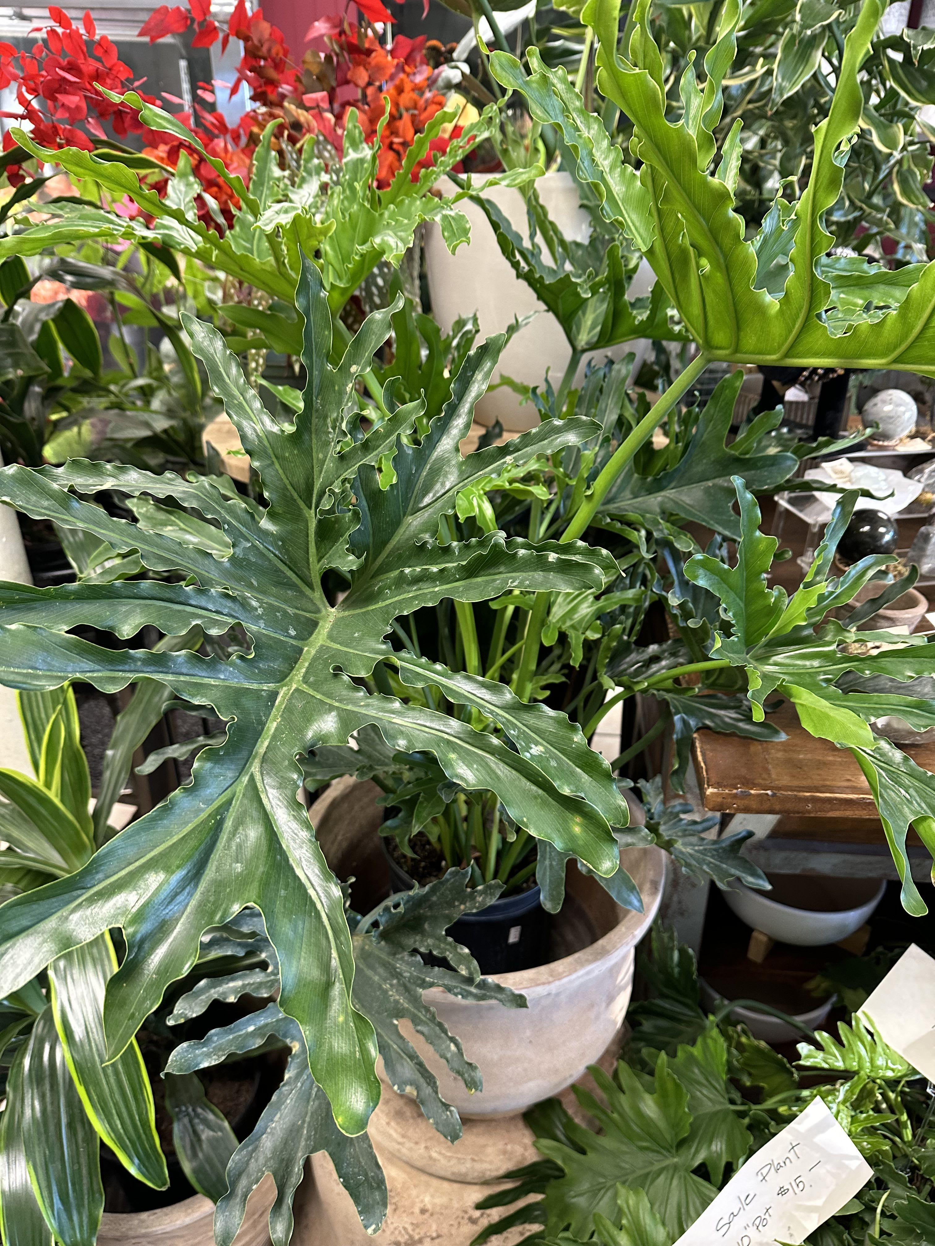 Philodendron Houseplant - 10” Philodendron Houseplant. This beautiful foliage plant has full glossy leaves and requires bright light. Great for indoor use to brighten any room!