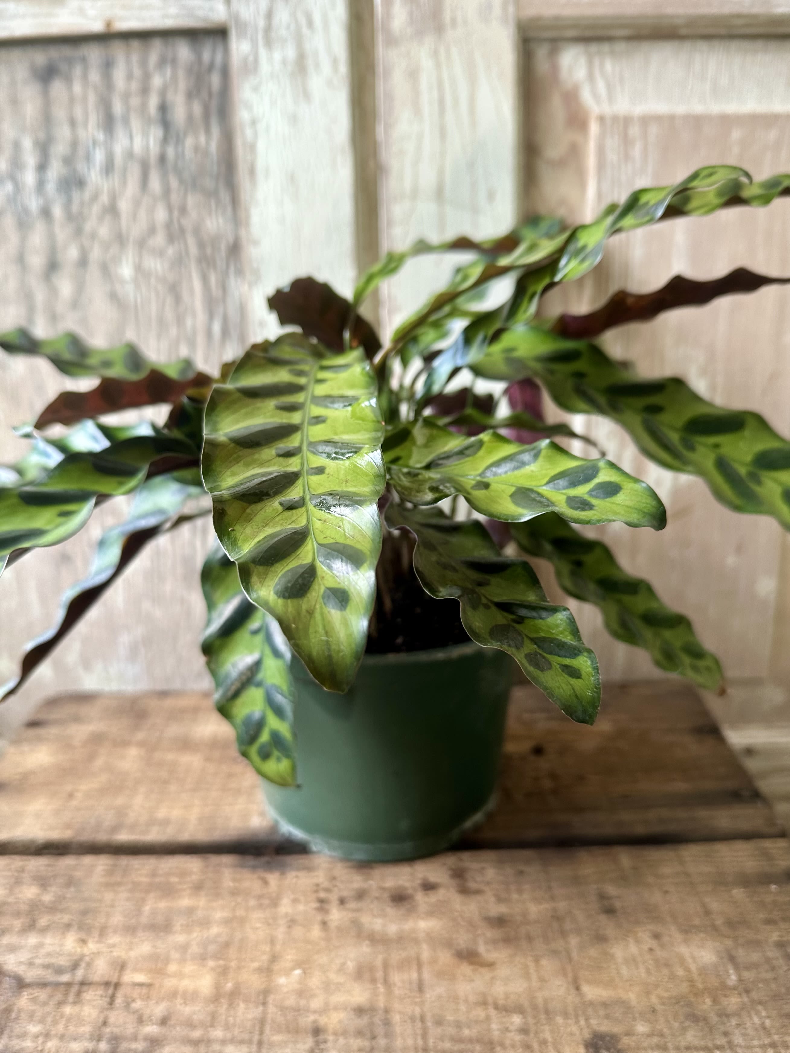 “Rattlesnake” Calathea  - The Calathea “Rattlesnake” Plant is a striking, pet-friendly houseplant with beautiful patterned foliage. Beginner-friendly and low-light tolerant, it’s perfect for adding color and movement to any indoor space.