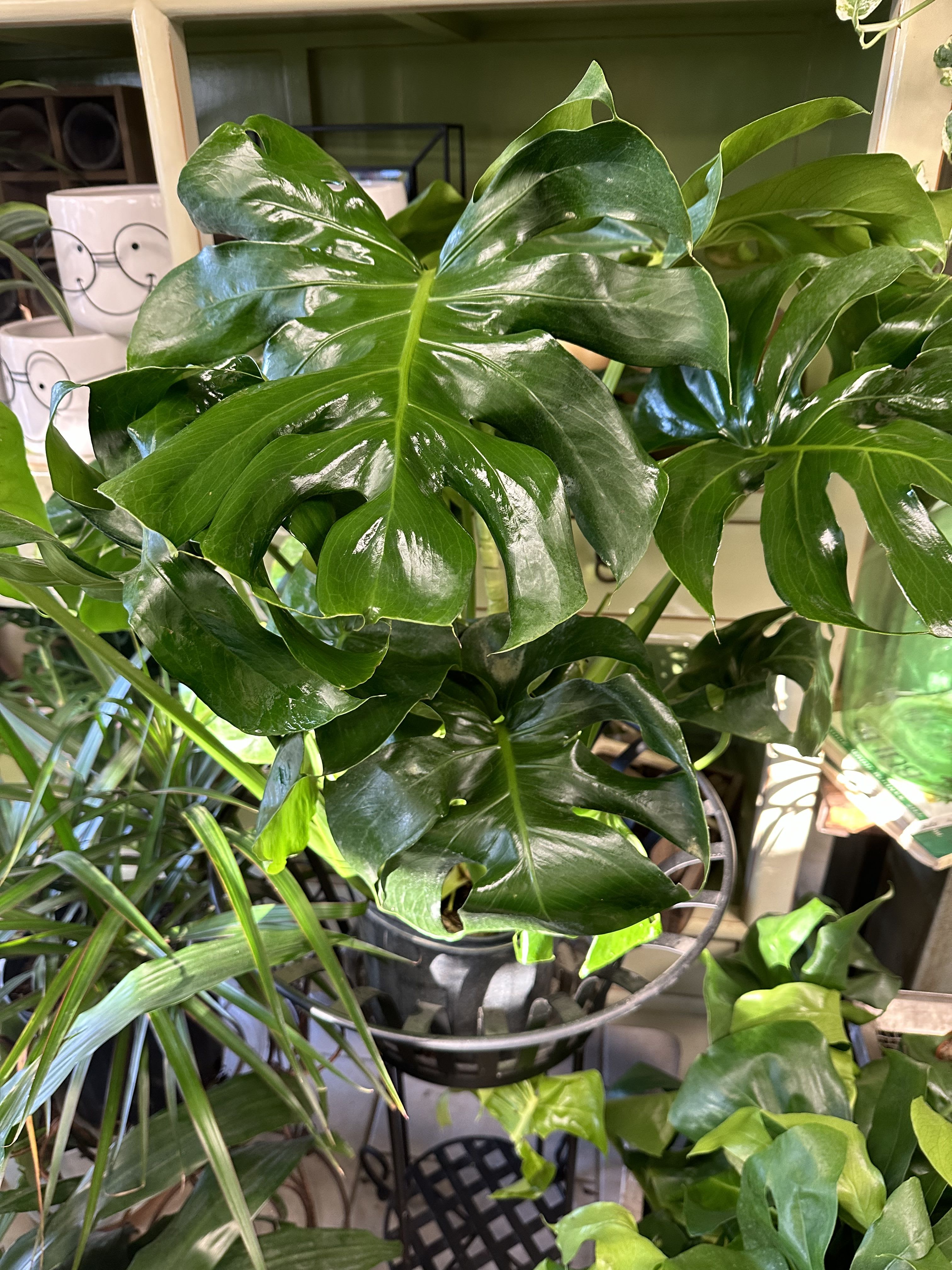 Monstera Houseplant - This very popular houseplant loves bright light and room to grow! Standard- Premium size varies 6”- 10” pot size