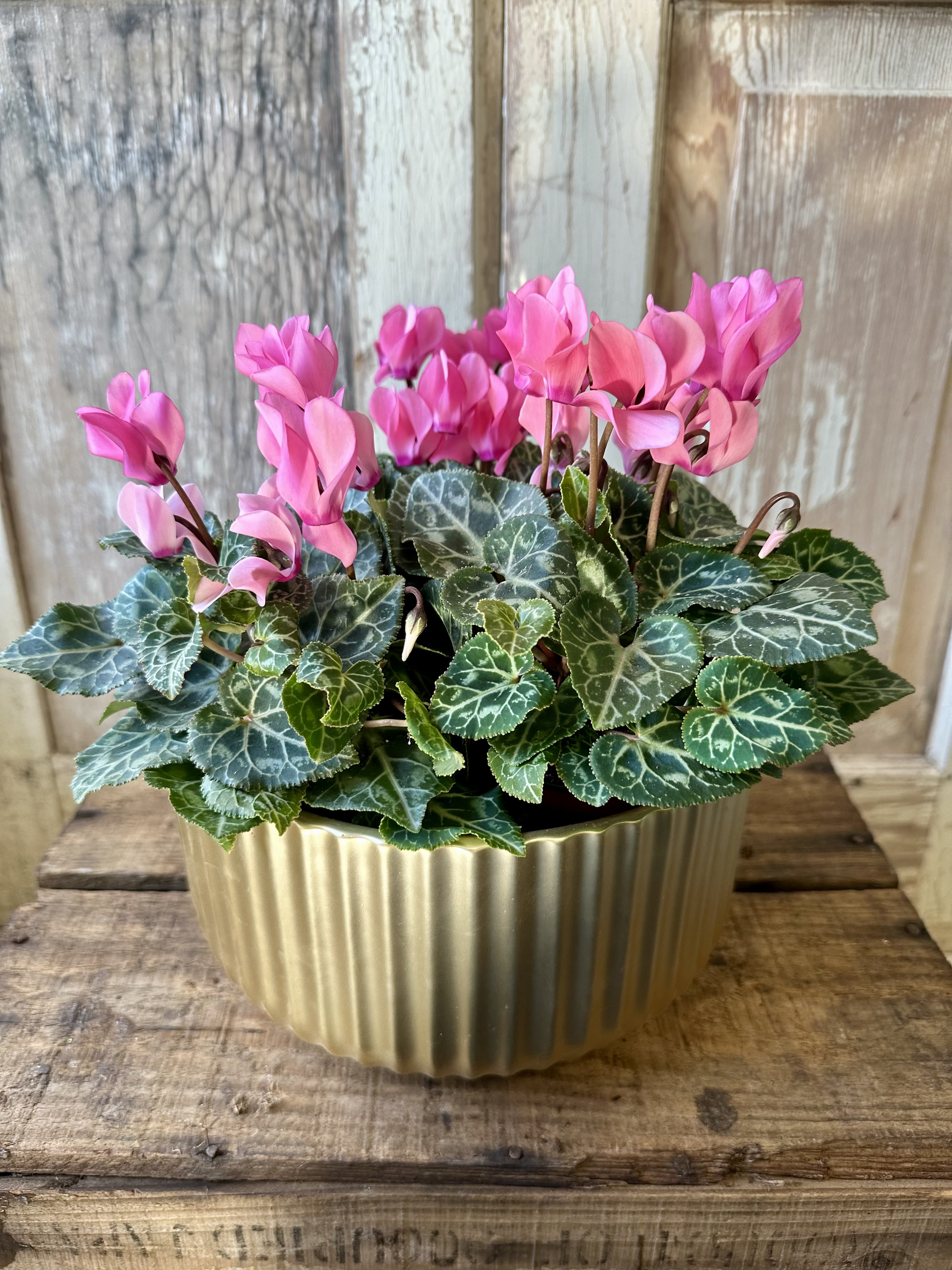 Potted Cyclamen - Bring a burst of color and charm to an indoor space with a Cyclamen plant! Cyclamens prefer bright, indirect light.