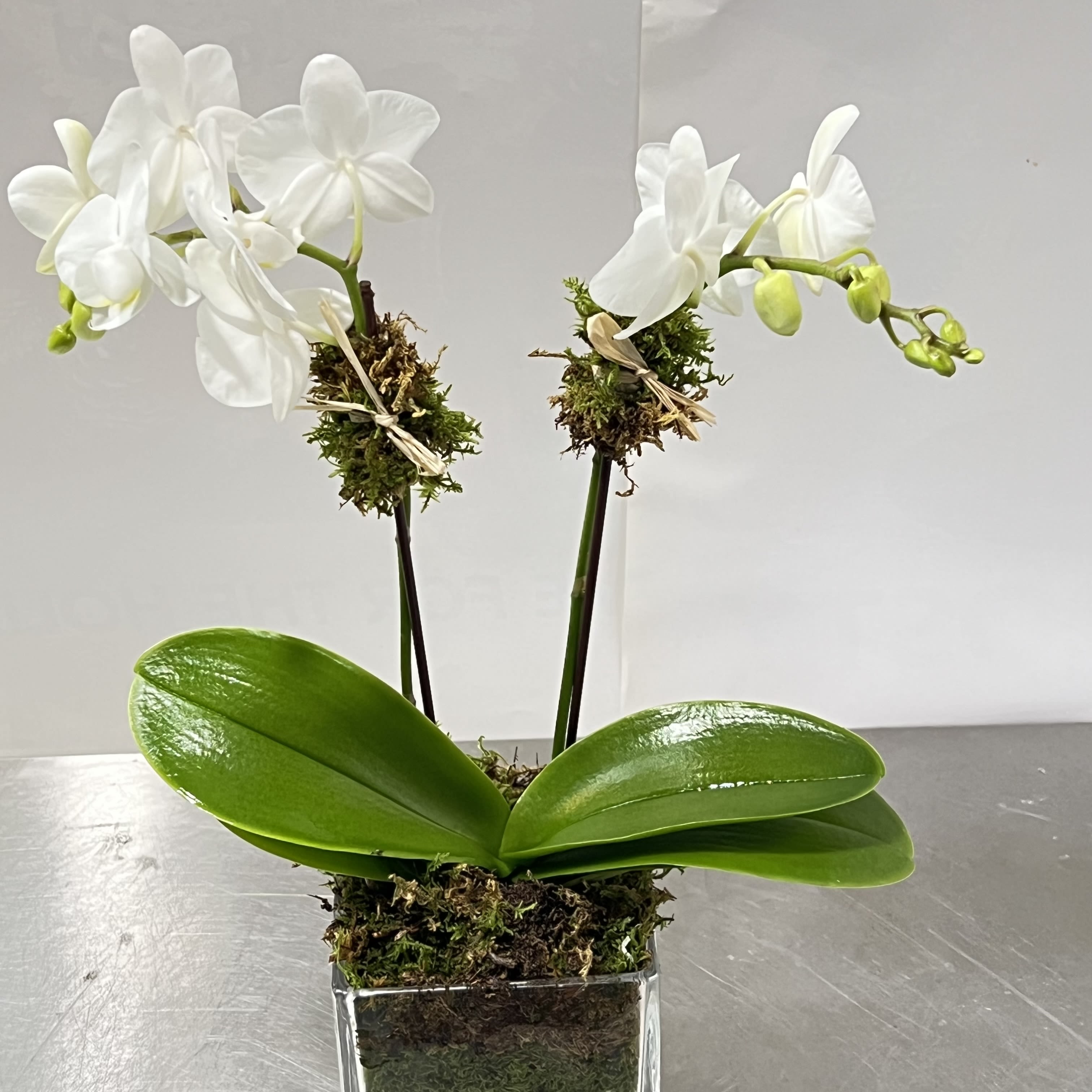 mini Orchidée - Phalaenopsis orchids are incredibly popular due to their beauty, ease of care, and versatility. These orchids thrive in indoor environments, making them perfect for New Yorkers living in apartments, offices, or even small spaces. Whether you’re decorating your NYC apartment or looking to add a touch of elegance to your workplace, a Moth Orchid can provide a sophisticated and natural touch to any setting.