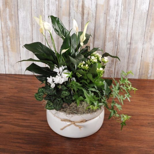 White Ceramic Garden- Small  - This large ceramic bowl comes filled with a beautiful lush green indoor plants.