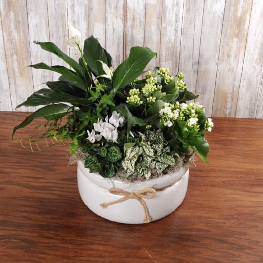 White Ceramic Garden - This large ceramic bowl (12&quot; diameter) comes filled with assorted lush green &amp; blooming plants.
