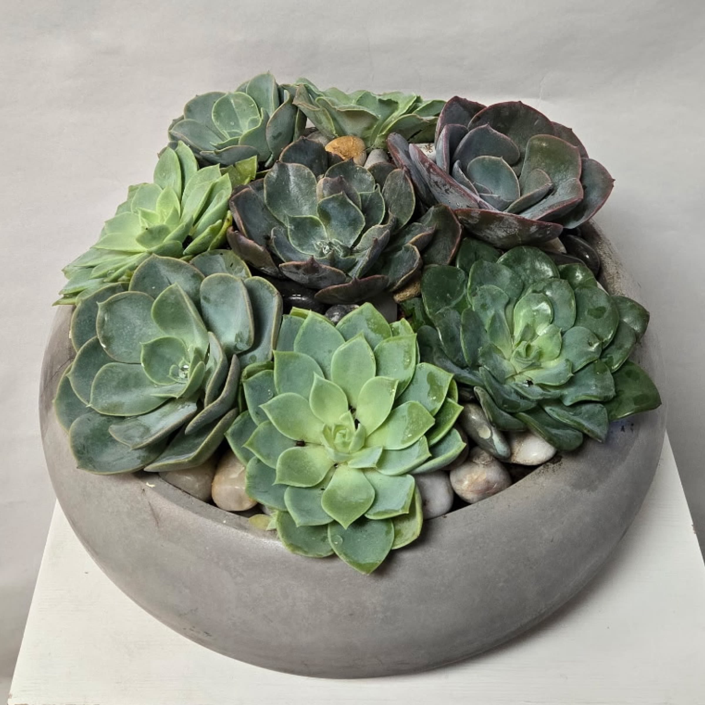 Succulent Dish Garden - 8 Succulents in a Concrete Dish Container 