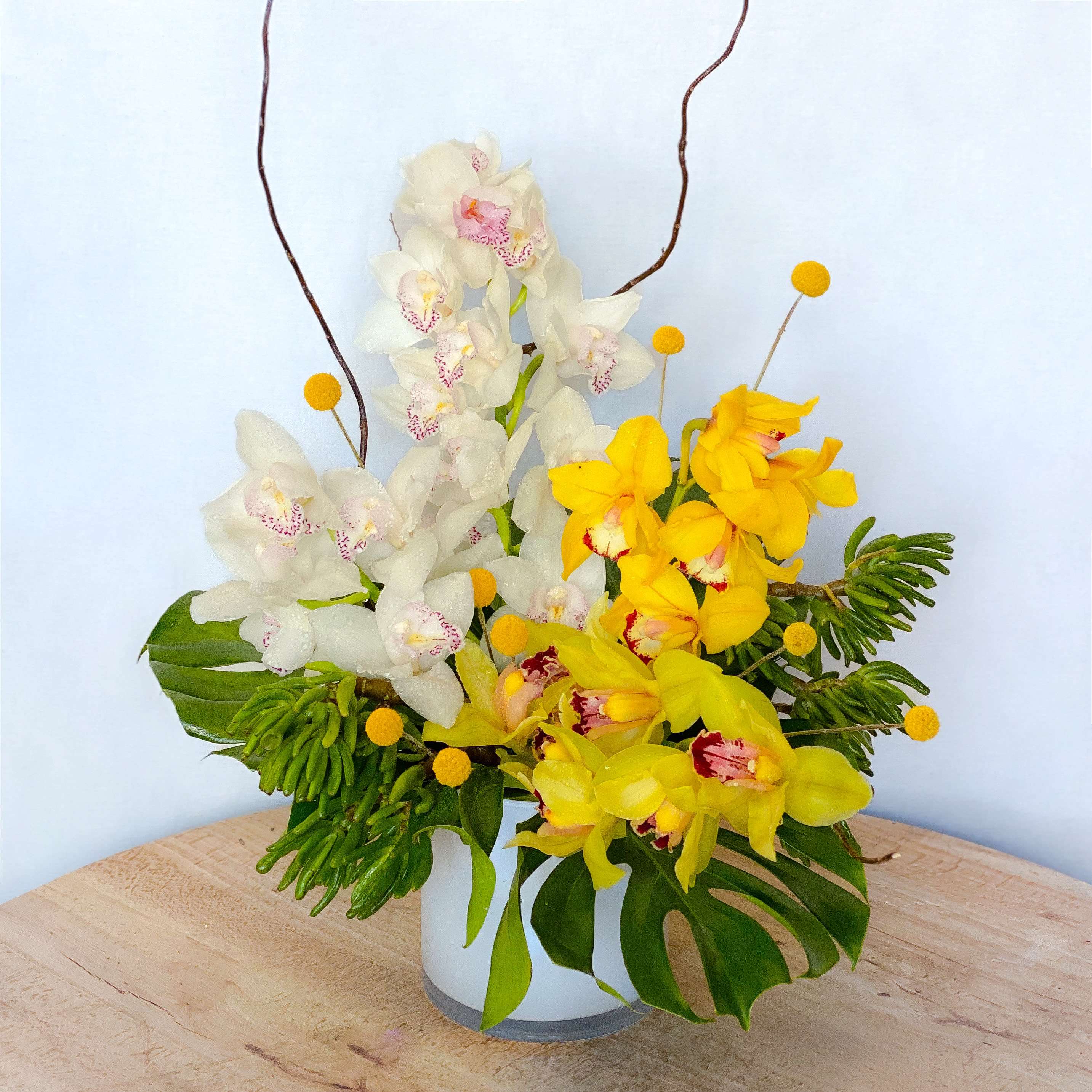 Fiesta Orchids - When these lush and exotic cymbidium orchids are clustered beautifully together, it’s definitely fiesta to your sparkling eyes! What’s not to love about this bouquet? It’s unique asymmetrical design makes this arrangement purely stunning! A definite head turner!  Perfect for all occasions!  Approximately 16” D  
