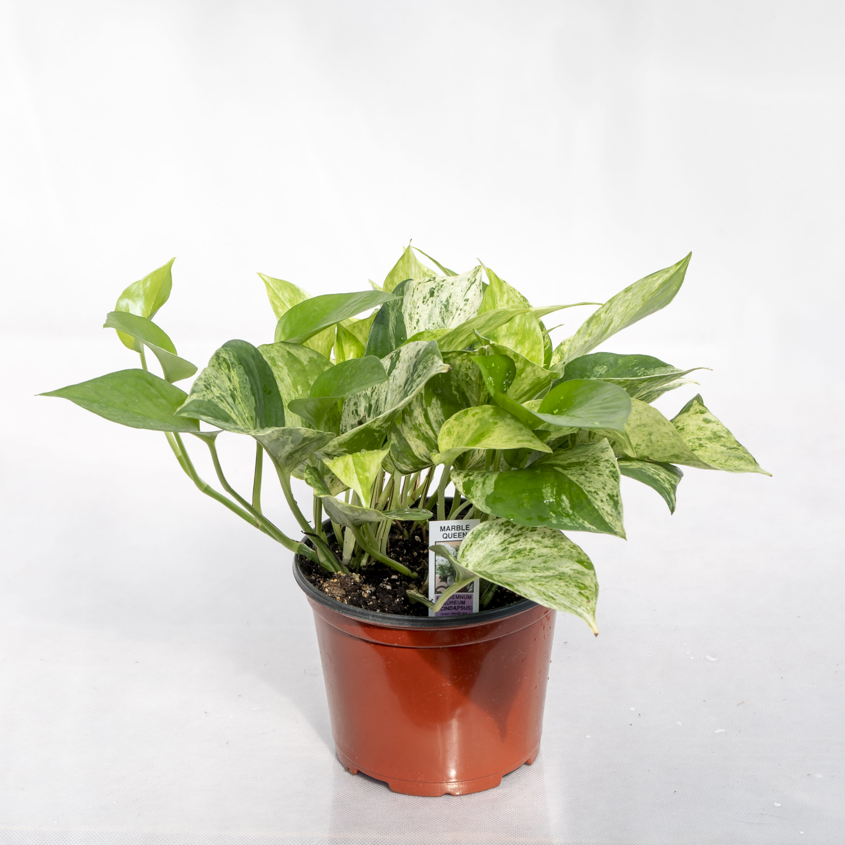 Marble Queen Pothos  - 6&quot; pottted  plant, indirect medium light, water when 1&quot; of top soil has dried out. Do not let stand in water.