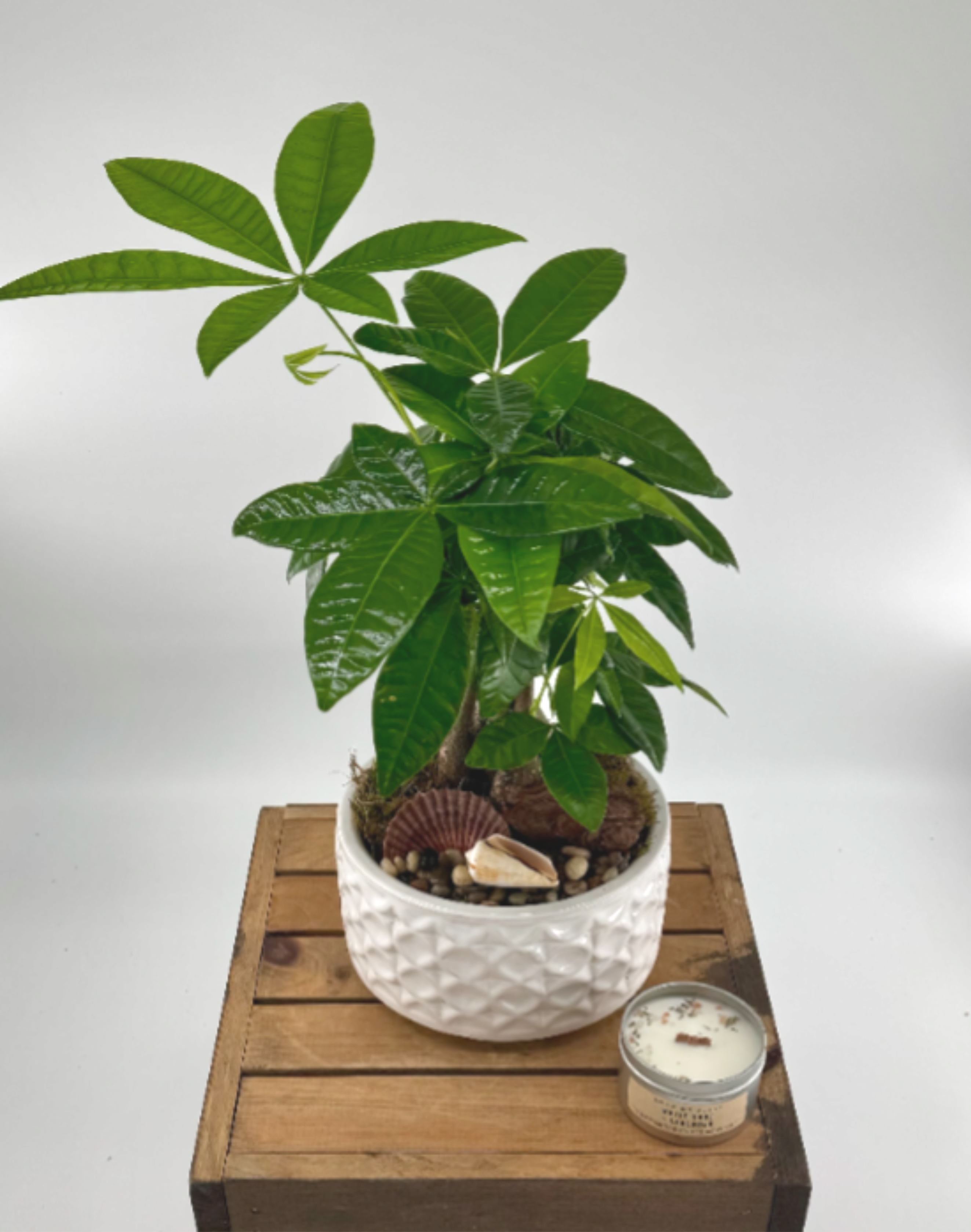 Money Tree (DL) - Experience good fortune and prosperity with our exquisite Money Tree plant potted in a premium ceramic container. This stunning indoor plant, also known as Pachira Aquatica, is believed to bring luck and fortune in many cultures and revered for its unique braided trunk and luscious green foliage.  