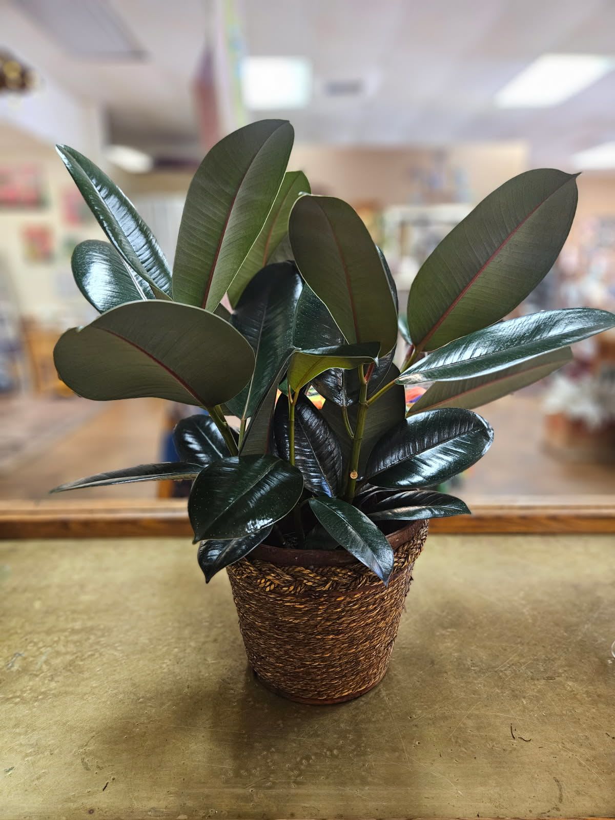 Rubber Tree Ficus (6" pot) Rubber Tree Ficus (6" pot) - 6 inch rubber tree ficus plant in wicker basket