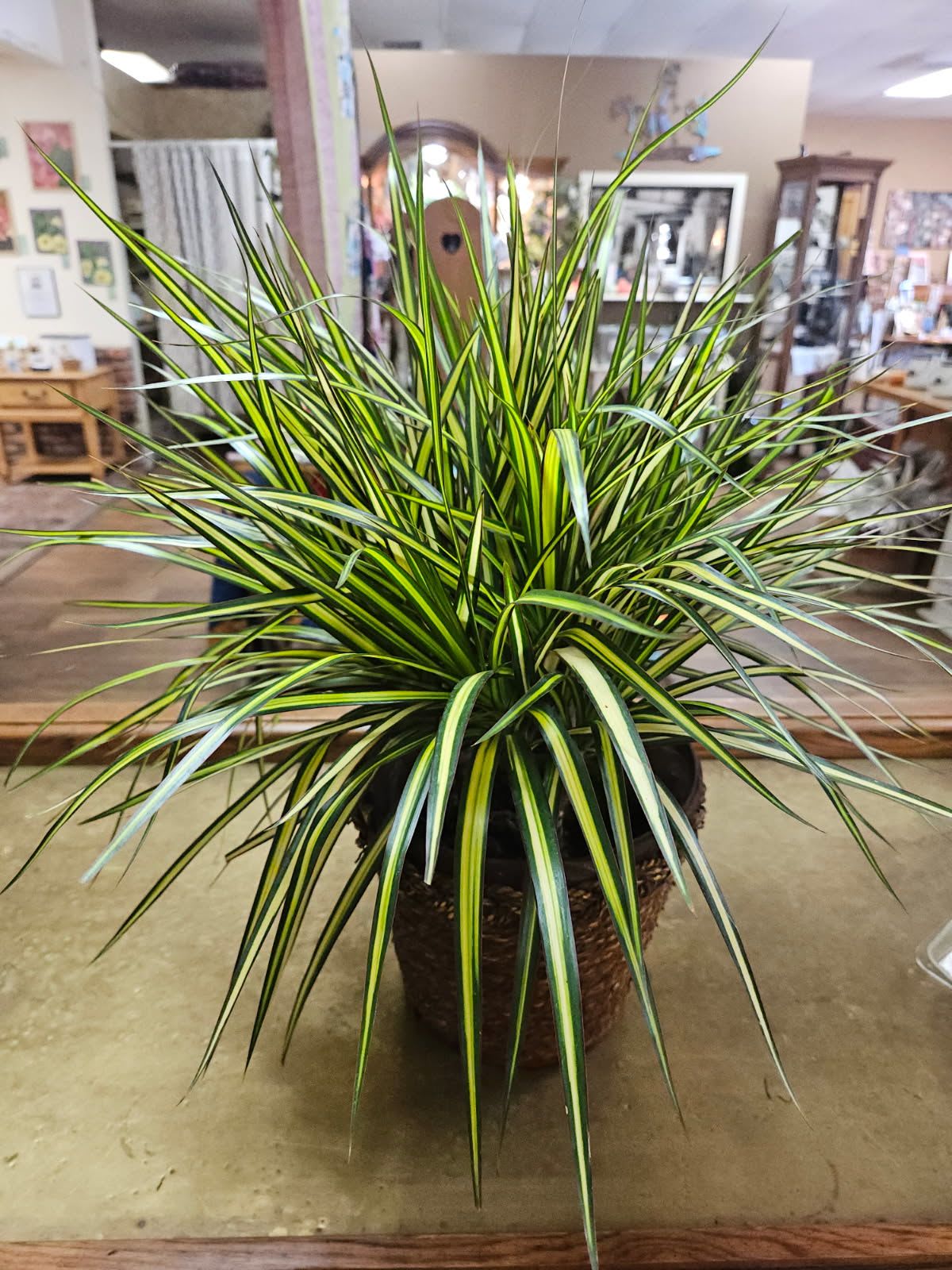 Dracaena Marginata - Kiwi (6&quot; Pot) - 6 inch marginata kiwi in wicker basket