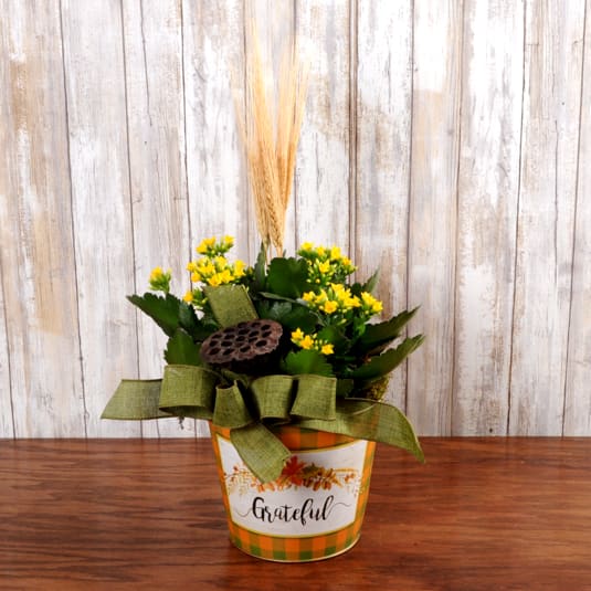 Grateful Fall Kalanchoe - Vibrant kalanchoe plant in decorative &quot;Grateful&quot; tin container.