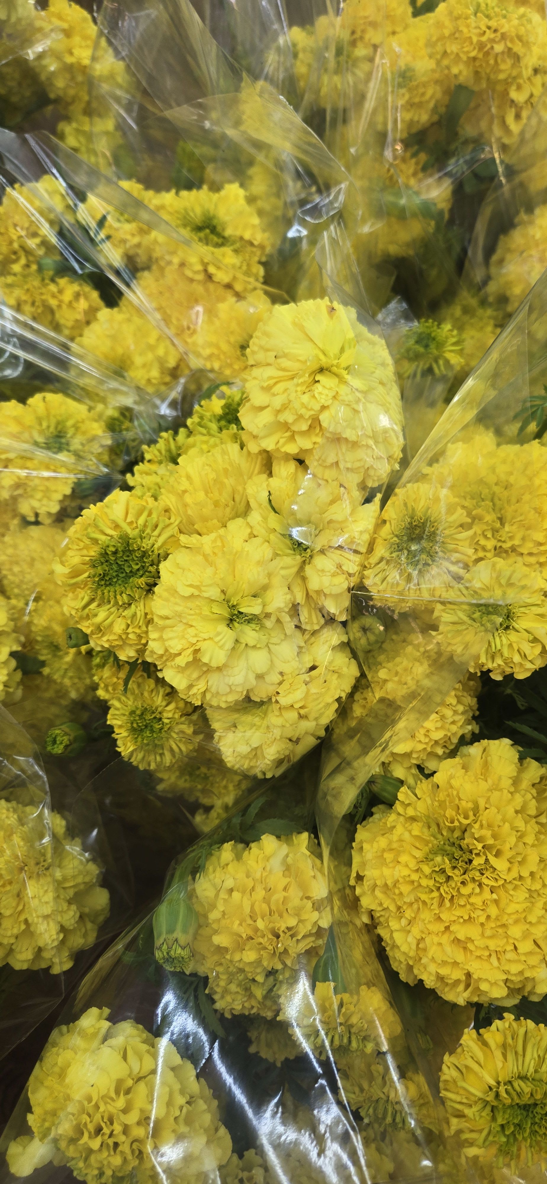 Cempasúchil  yellow  - Cempasúchil  marigold 