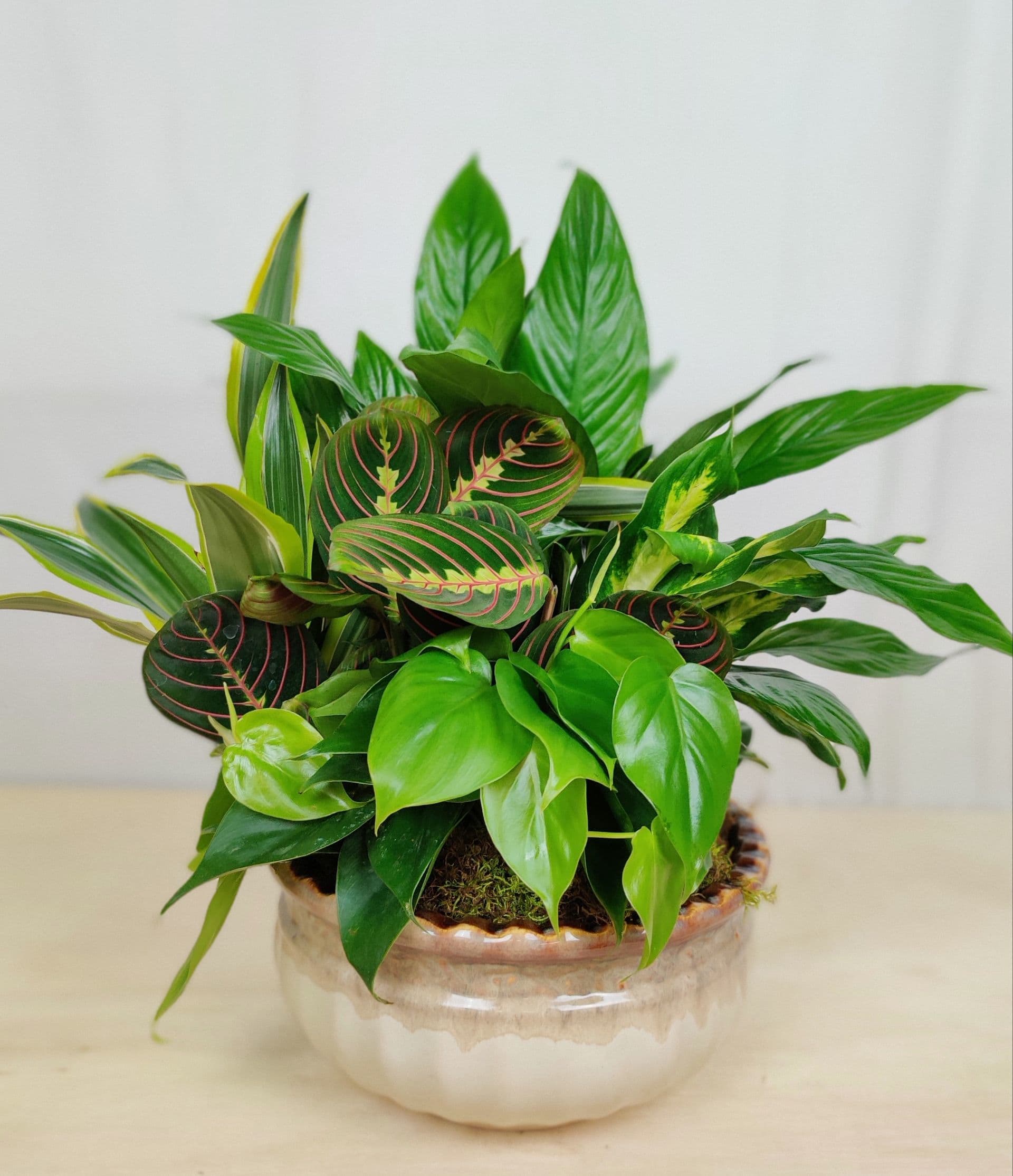 MEDIUM DISH GARDEN - ASSORTED LIVE GREEN PLANTS IN A CERAMIC CONTAINER (PLANTS AND CONTAINERS MAY VARY)