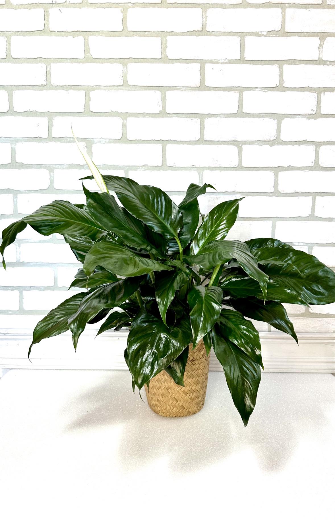 Peace Lily Plant  - This dark leafy plant with its delicate white blossoms makes a simply elegant gift. There's nothing small about the sentiment delivered along with this pretty plant.
