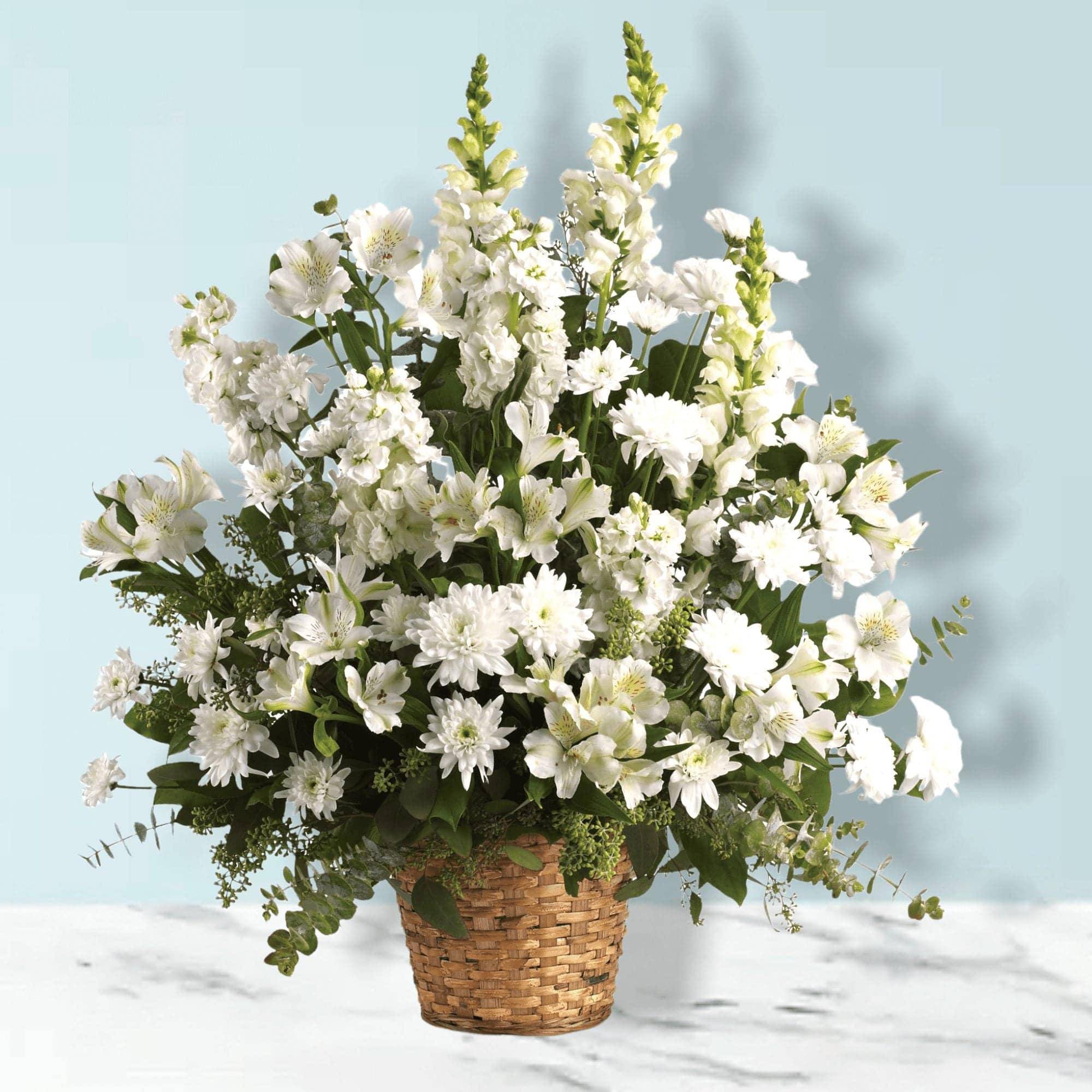 Heavenly Light Basket - The Heavenly Light Basket by DGM Flowers | Fort Lauderdale Florist is a stunning white sympathy basket. Heavenly White Basket includes white alstroemeria, snapdragons and stock in a beautiful basket is a gift of caring that brings an air of serenity to the memorial service. Later, it will be a comfort for the family at home.  This exquisite bouquet includes white alstroemeria, snapdragons, stock and cushion spray chrysanthemums and is accented with eucalyptus and lemon leaf. Delivered in a 6&quot; natural pot basket. Approximately 25 1/2&quot; W x 28 1/2&quot; H.