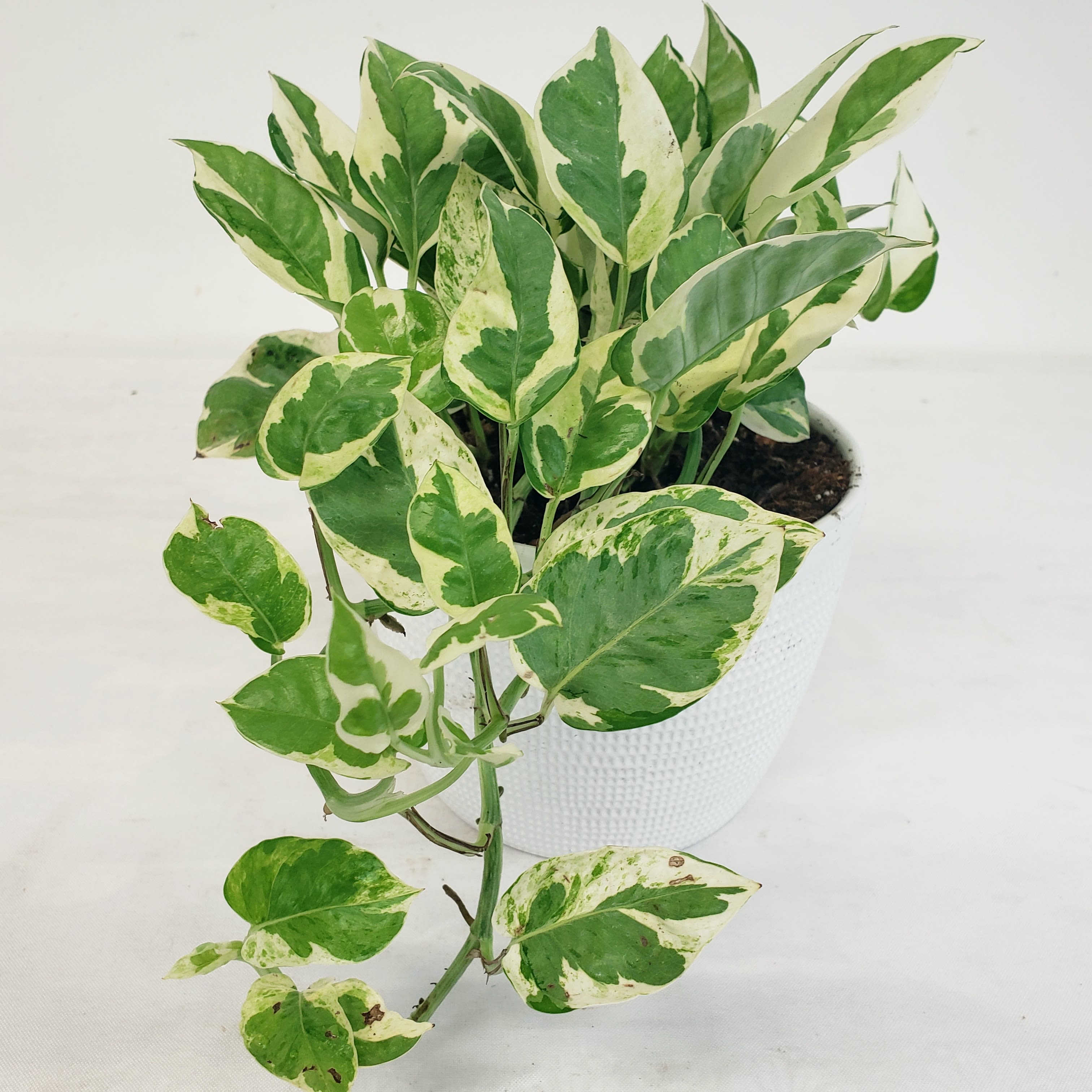Pearls and Jade Pothos - A gorgeous pothos variety with creamy white and green leaves. Easy care and fast growth make this a favorite among houseplants. Comes in a 6&quot; planter with hand-tied bow.