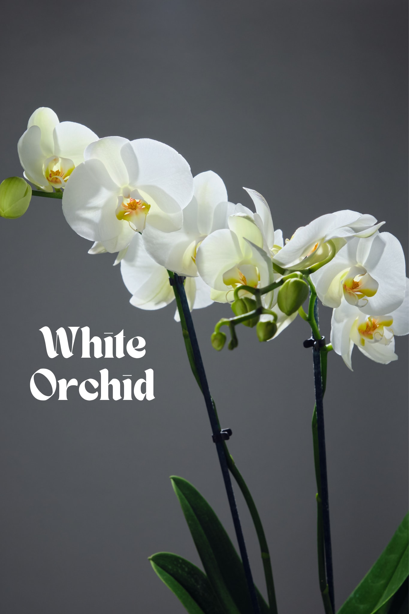 White Orchid White Orchid - Elegant and long-lasting, this double stem orchid adds timeless beauty to any space. Easy to care for and presented in a stylish pot. The perfect gift or decor piece. *While we can’t always promise every single flower will be in stock, we’ll always keep the same style, color palette, and feel. Different blooms, same energy.*