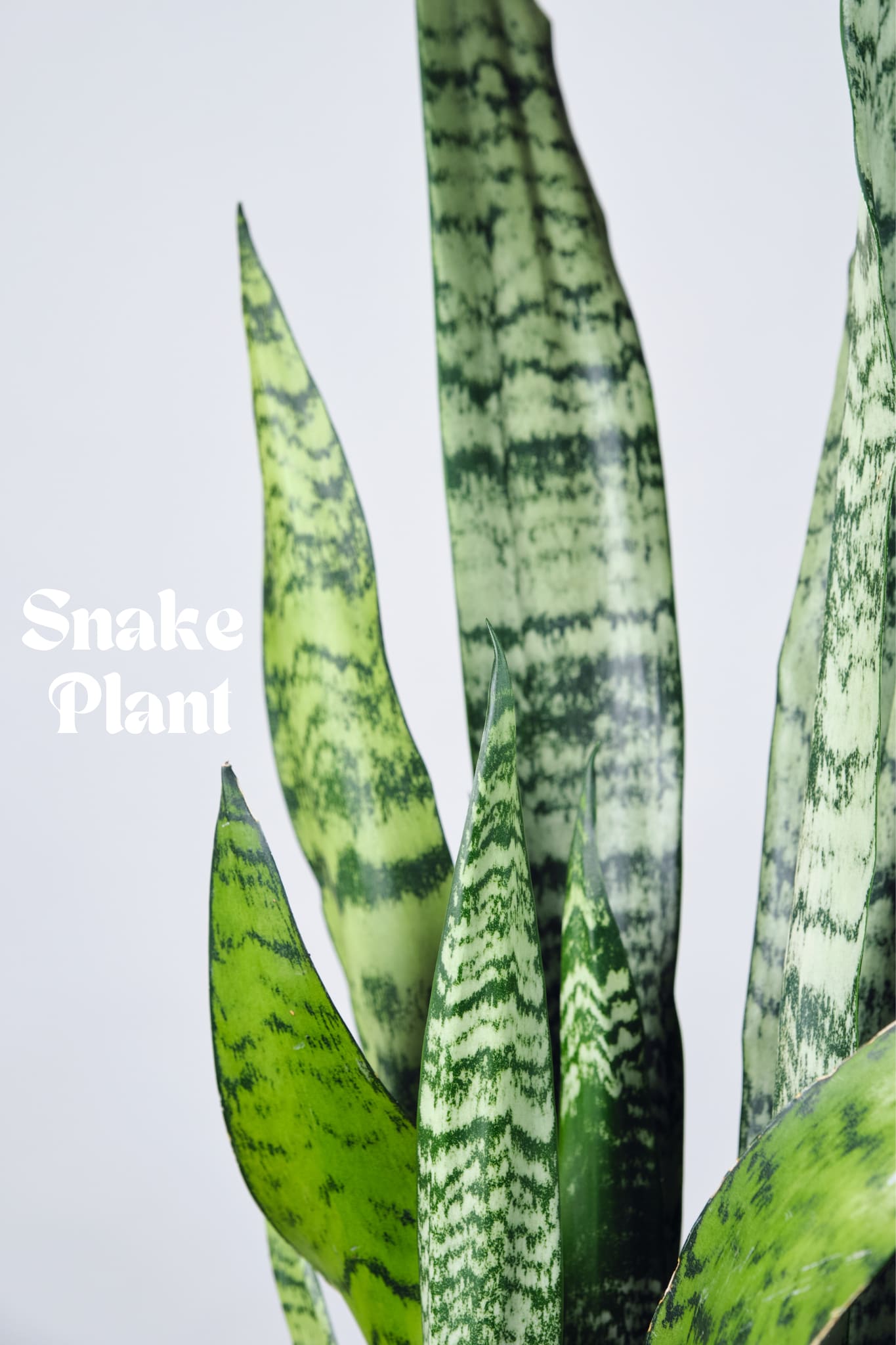 Snake Plant Snake Plant - Modern and low maintenance, the snake plant adds bold texture and fresh air to any space. Perfect for home or office.