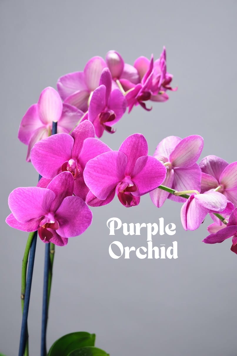 Purple Orchid Purple Orchid - Elegant and long-lasting, this double stem orchid adds timeless beauty to any space. Easy to care for and presented in a stylish pot. The perfect gift or decor piece. *While we can’t always promise every single flower will be in stock, we’ll always keep the same style, color palette, and feel. Different blooms, same energy.*