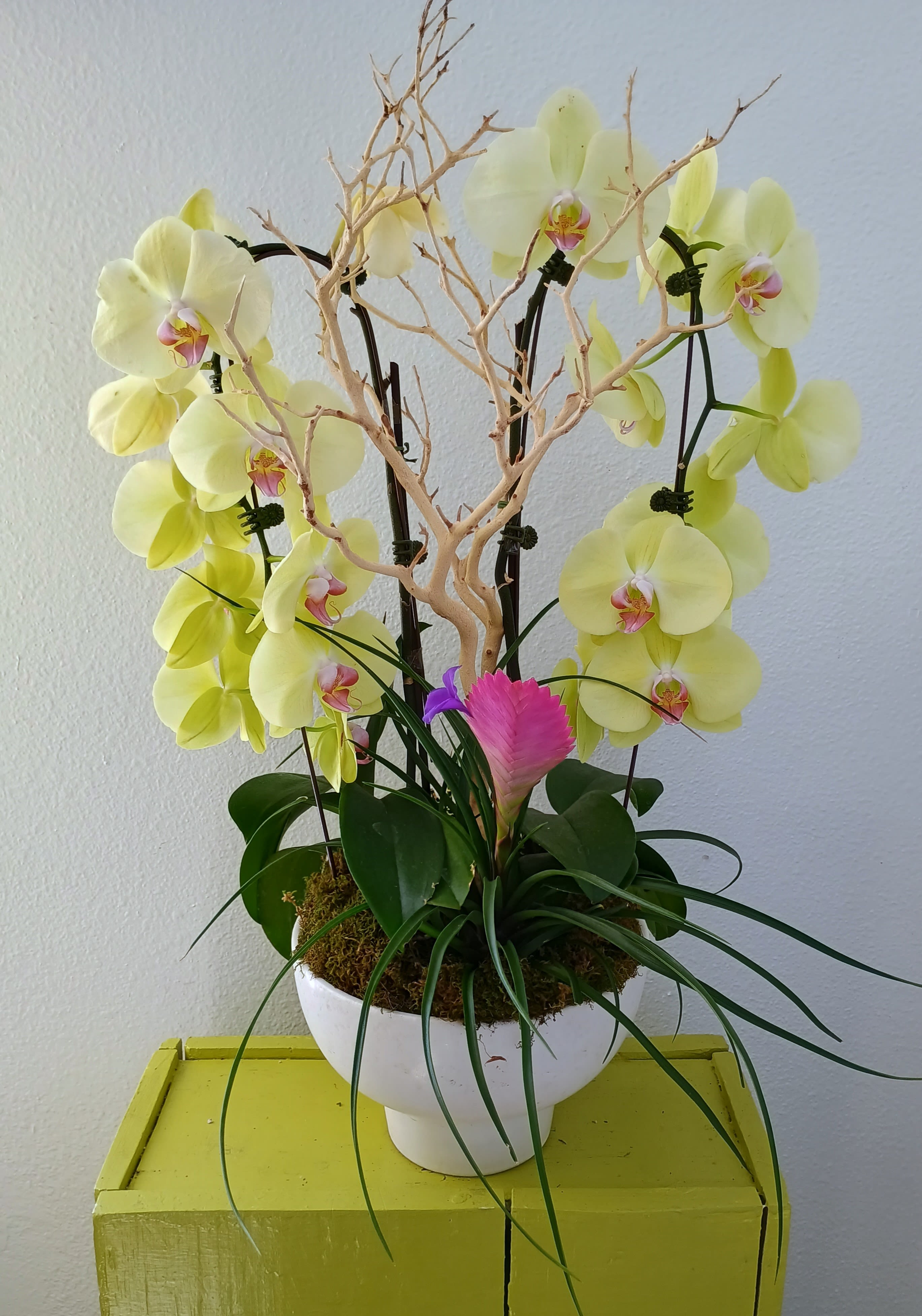 Golden Orchids Golden Orchids - Phalaenopsis Orchids and a pink Quill plant potted in a white ceramic vase. Decorated with branches.