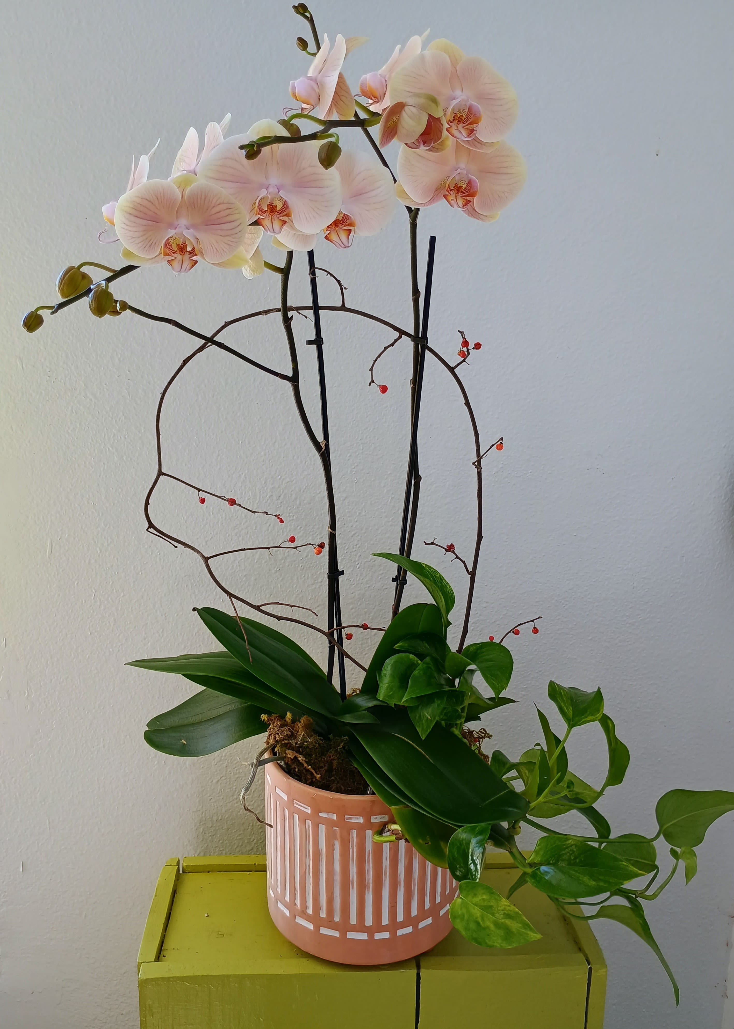 Autumn Orchids  - Phalaenopsis Orchids and Golden Pathos arranged in a ceramic vase. Decorated with bitter sweet branches.  