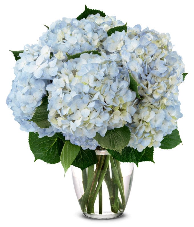 Blue Hydrangea Bouquet - This exquisite bouquet is a timeless masterpiece crafted with a profusion of pristine  hydrangeas. Each bloom is carefully selected for its size and fullness, creating a breathtaking display of natural elegance.