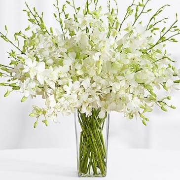 Dramatic Dendrobium Orchid - A vase overflowing with white dendrobium orchids.