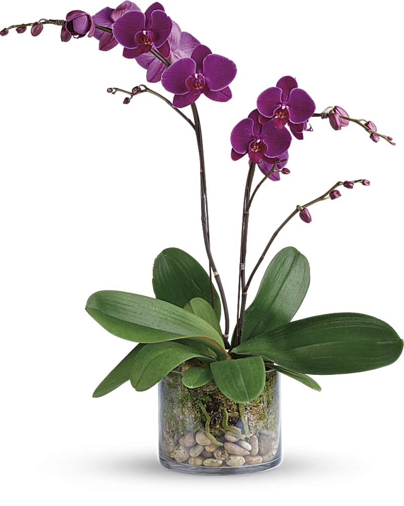 Glorious Gratitude Orchid  - Simply glorious! The elegant dance of purple phalaenopsis orchids takes center stage in this clean arrangement, presented with river rocks and moss in a clear glass container. Orchid color may vary as well as glass container.