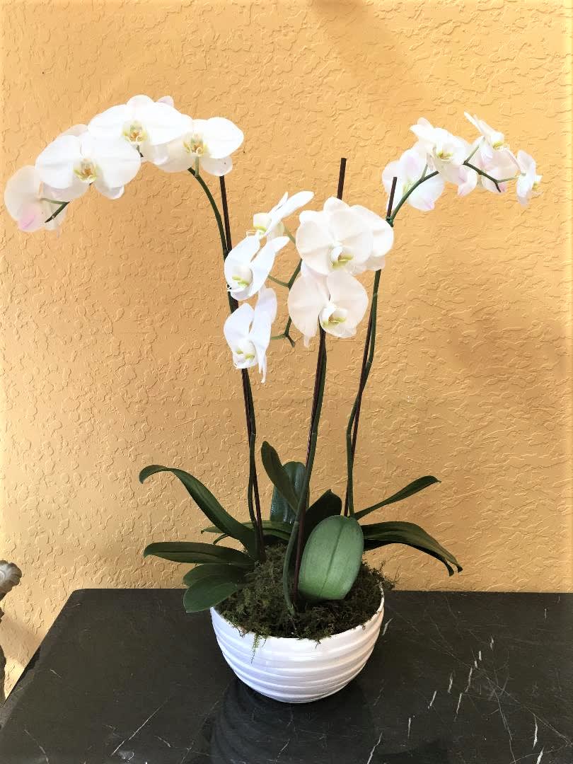 Phalaenopsis Orchid Trio - Three gorgeous Phalaenopsis Orchid Plants together for maximum Wow factor! Orchid color and container may vary based on availability.