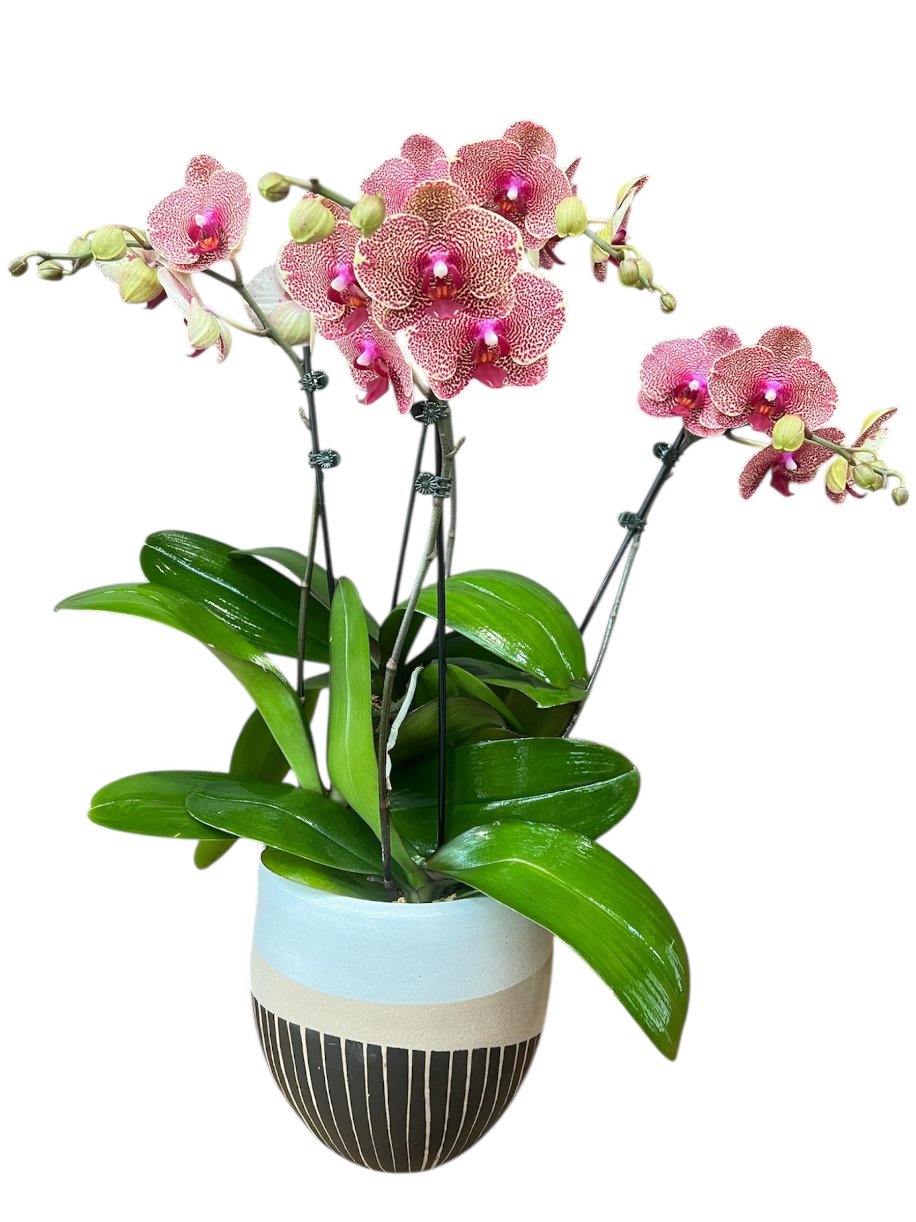 The Pixel Blooms The Pixel Blooms - A show-stopping, multi-stemmed Phalaenopsis Orchid featuring a rare and beautiful mottled pattern in deep pink and white. This stunning plant is presented in a modern, hand-crafted ceramic planter, making it a unique piece of living art guaranteed to be a conversation starter.