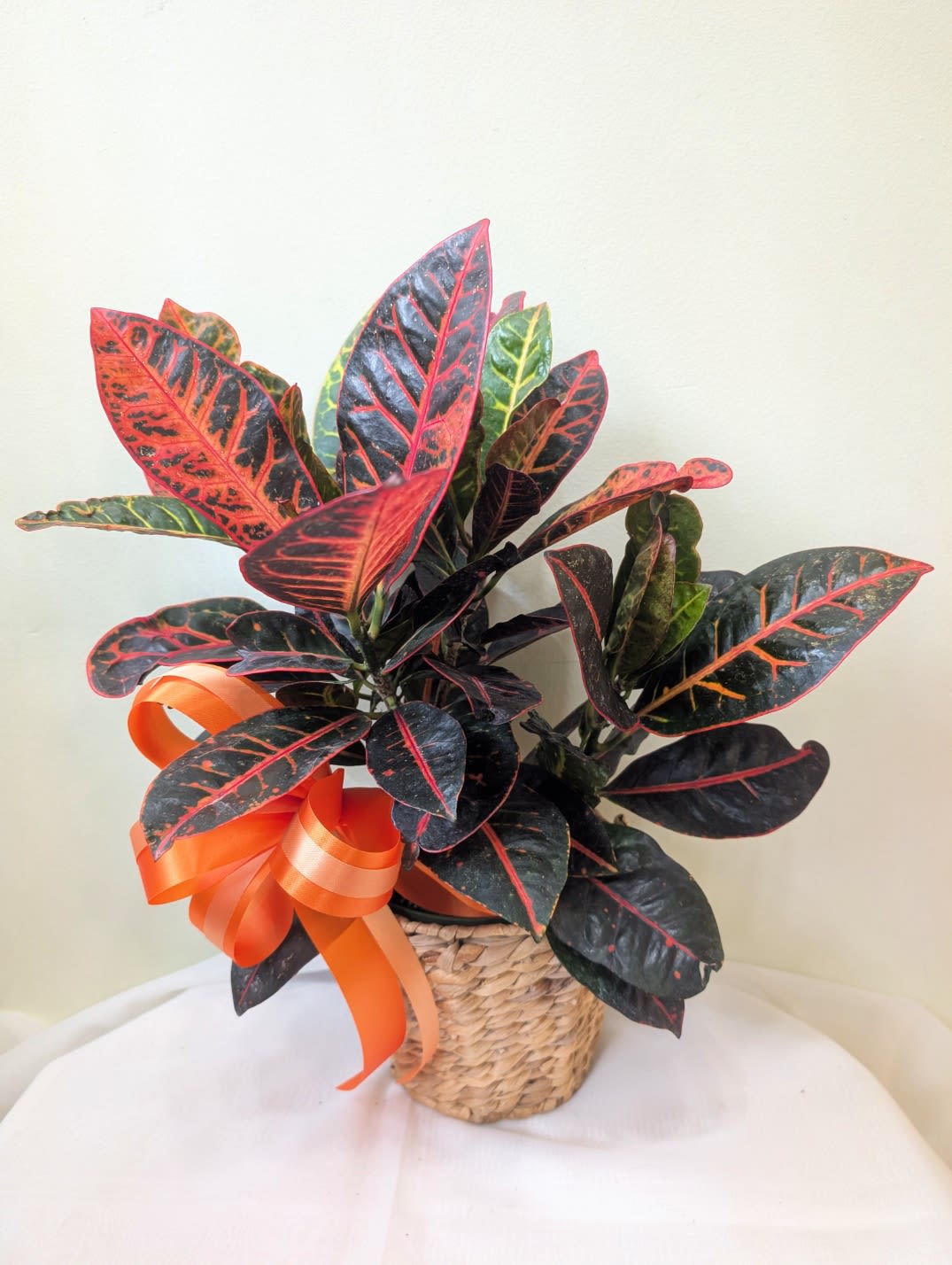 Croton House plant - Send good Autumn mood A hardy plant that can live in low light will make even the most amateur gardeners feel good  APPROXIMATE DIMENSIONS: 20&quot; H  x  14'' W   in a 7&quot; wide Pot