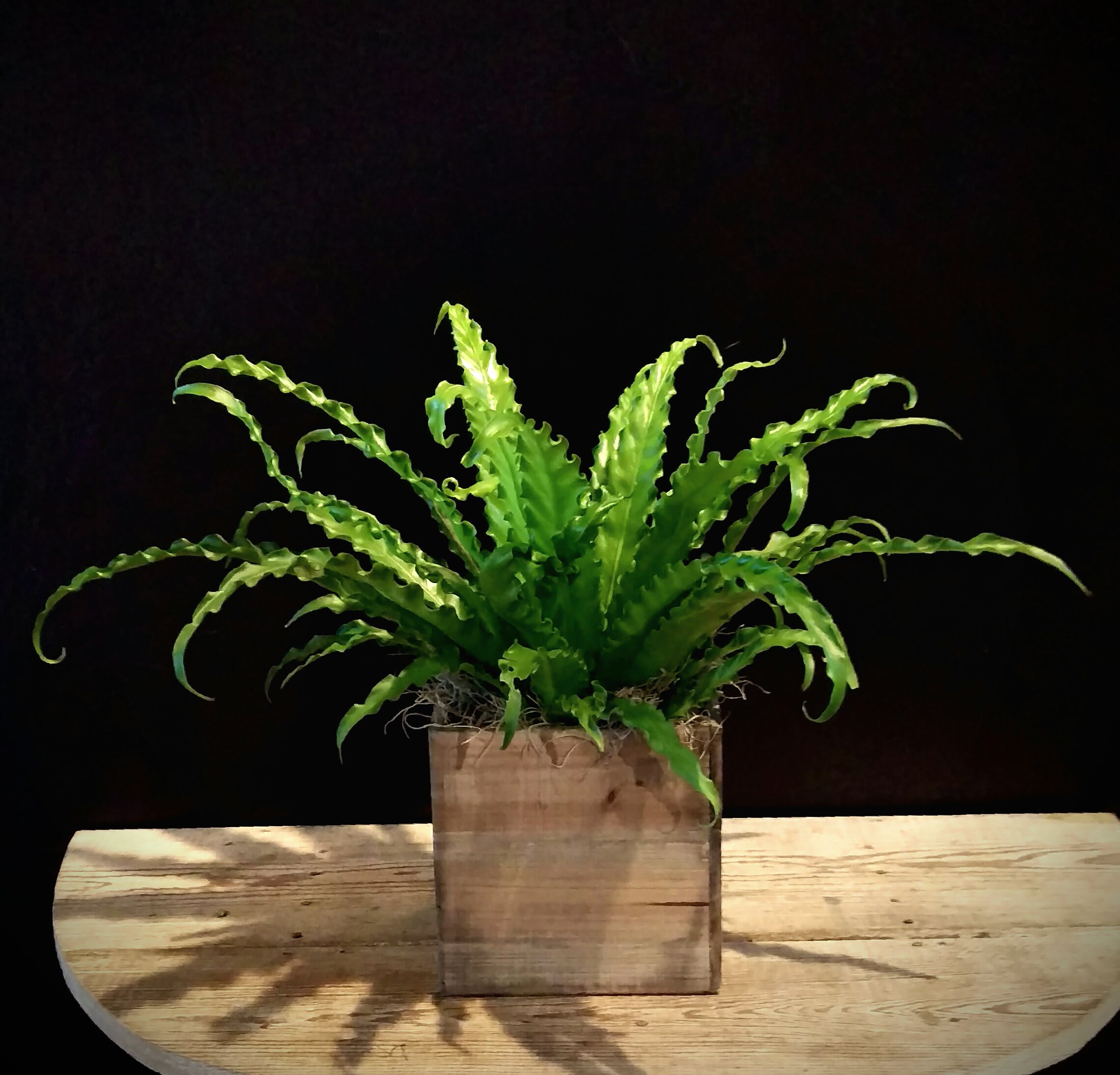 Bird's Nest Fern (containers vary) - Birds nest fern  Approx size  is 18&quot;x 14&quot;